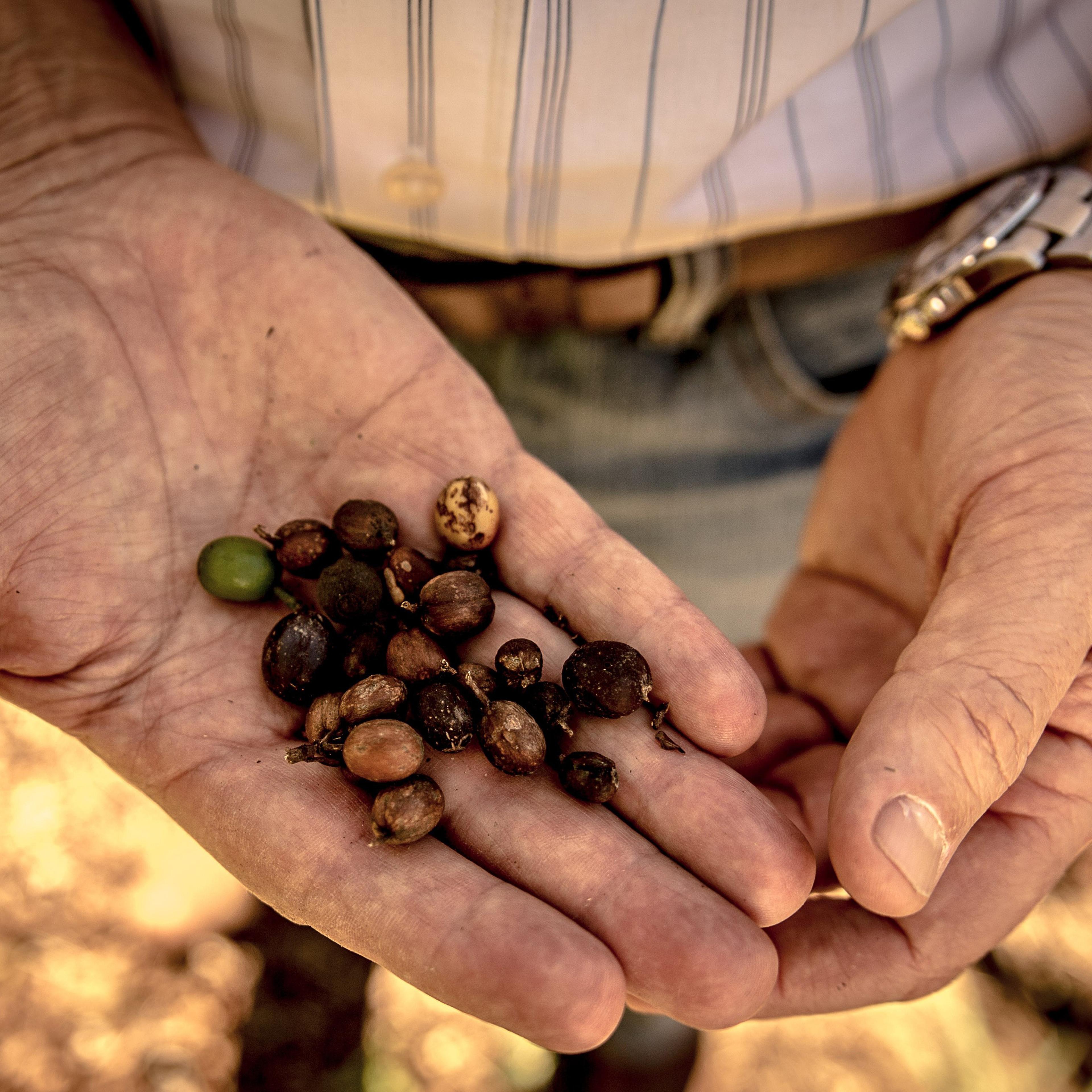 Devastating drought threatens Brazils coffee production