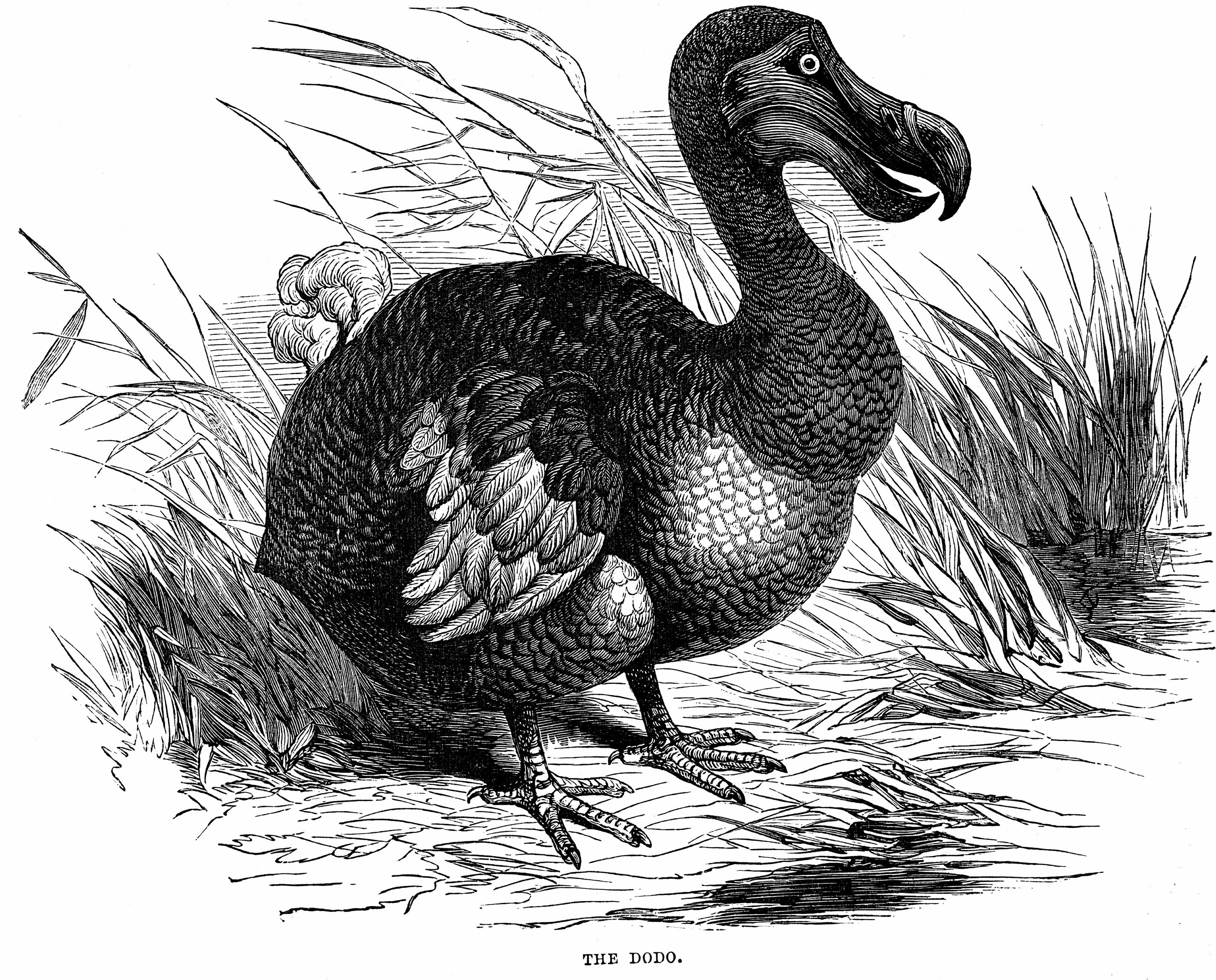 Dodo - Raphus cucullatus, formerly Didus ineptus - extinct flightless bird from Madagascar. First observed by Portuguese sailors in about 1507, by 1681 the Dodo was extinct due to a combination of circumstances including killing for food by men, introduc