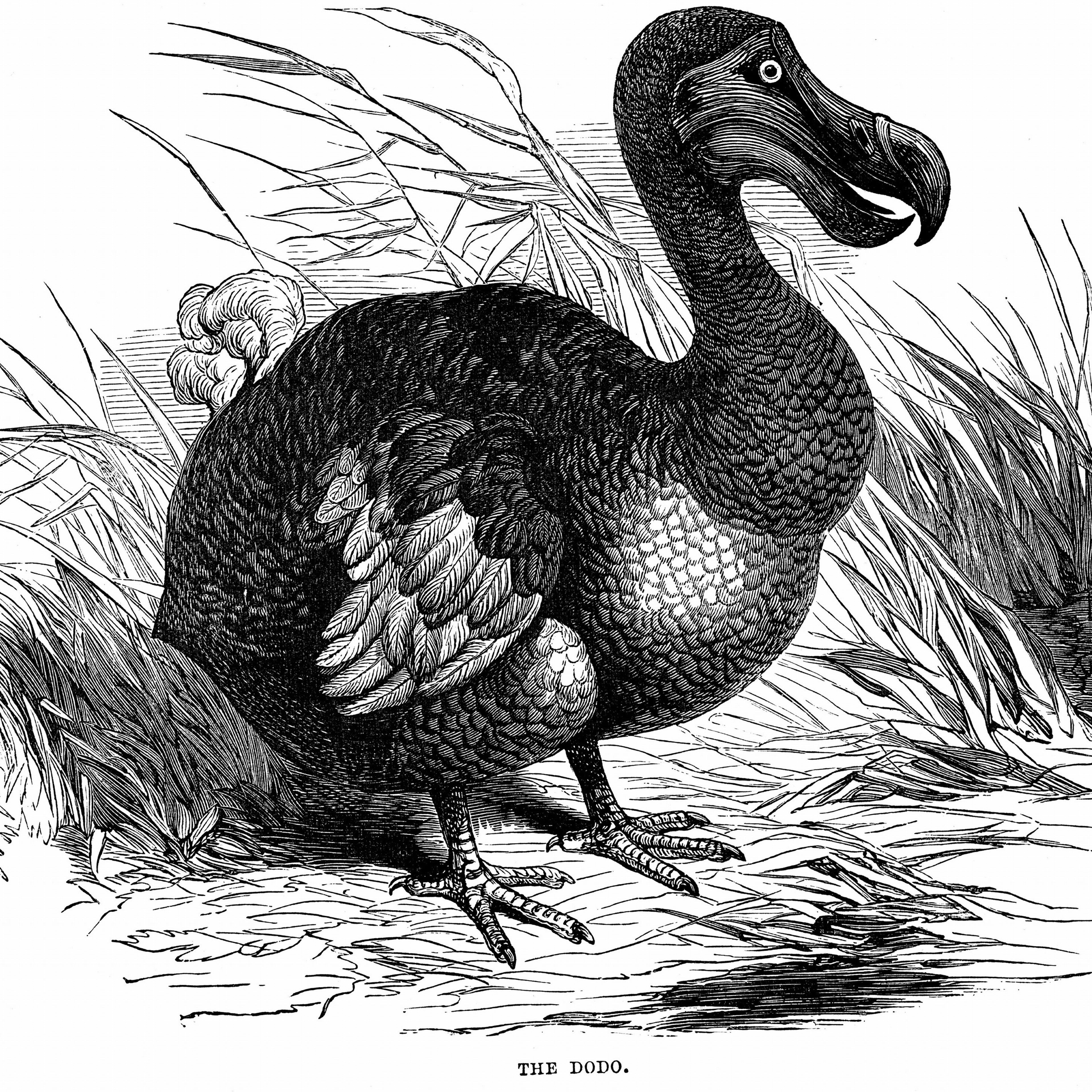 Dodo - Raphus cucullatus, formerly Didus ineptus - extinct flightless bird from Madagascar. First observed by Portuguese sailors in about 1507, by 1681 the Dodo was extinct due to a combination of circumstances including killing for food by men, introduc
