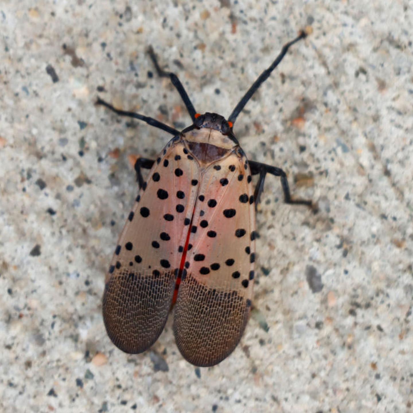 Spotted Lanternfly in Jersey City, New Jersey