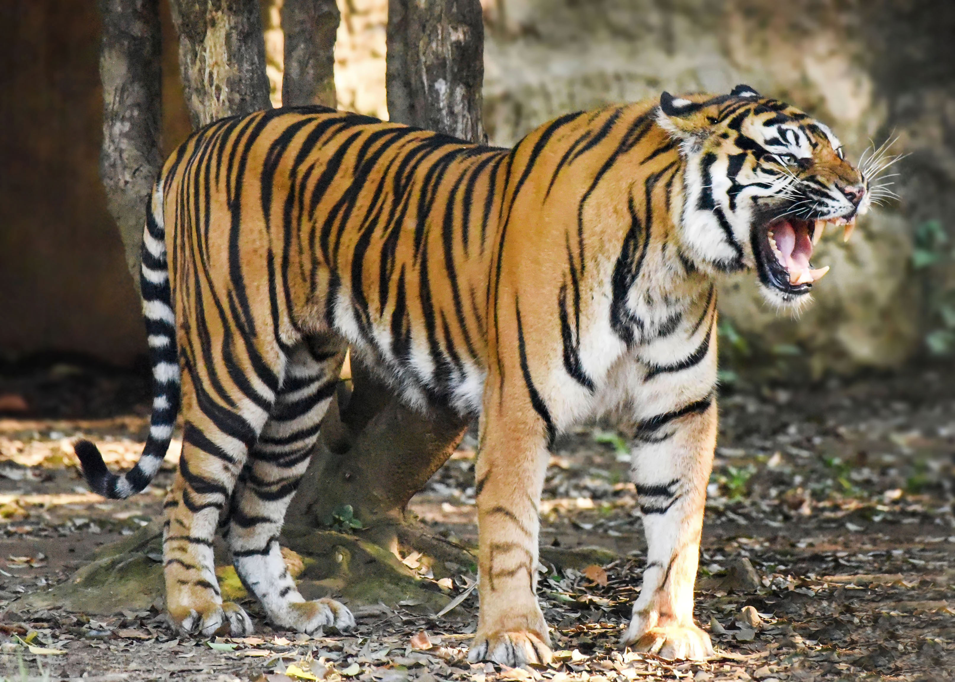Tiger Standing At Zoo