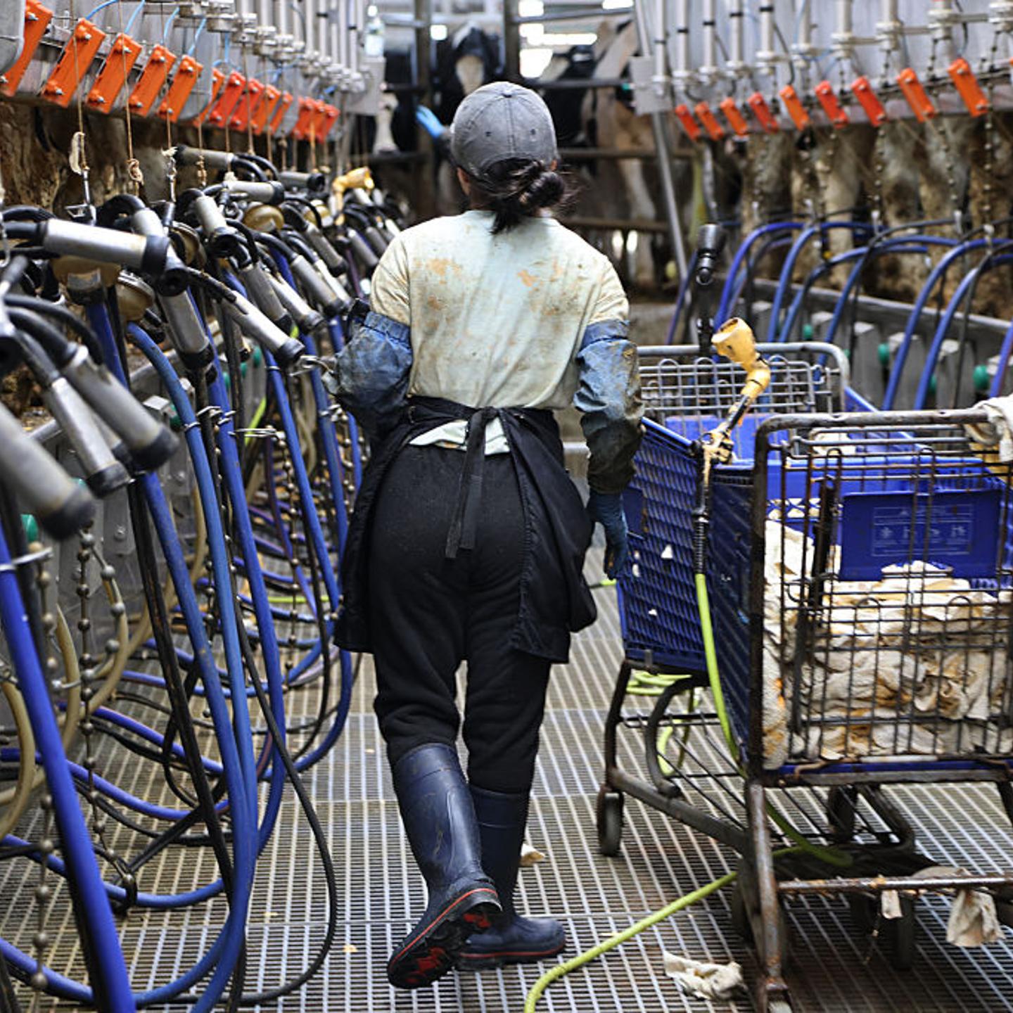 A dairy farm worker is pictured with farm equipment.