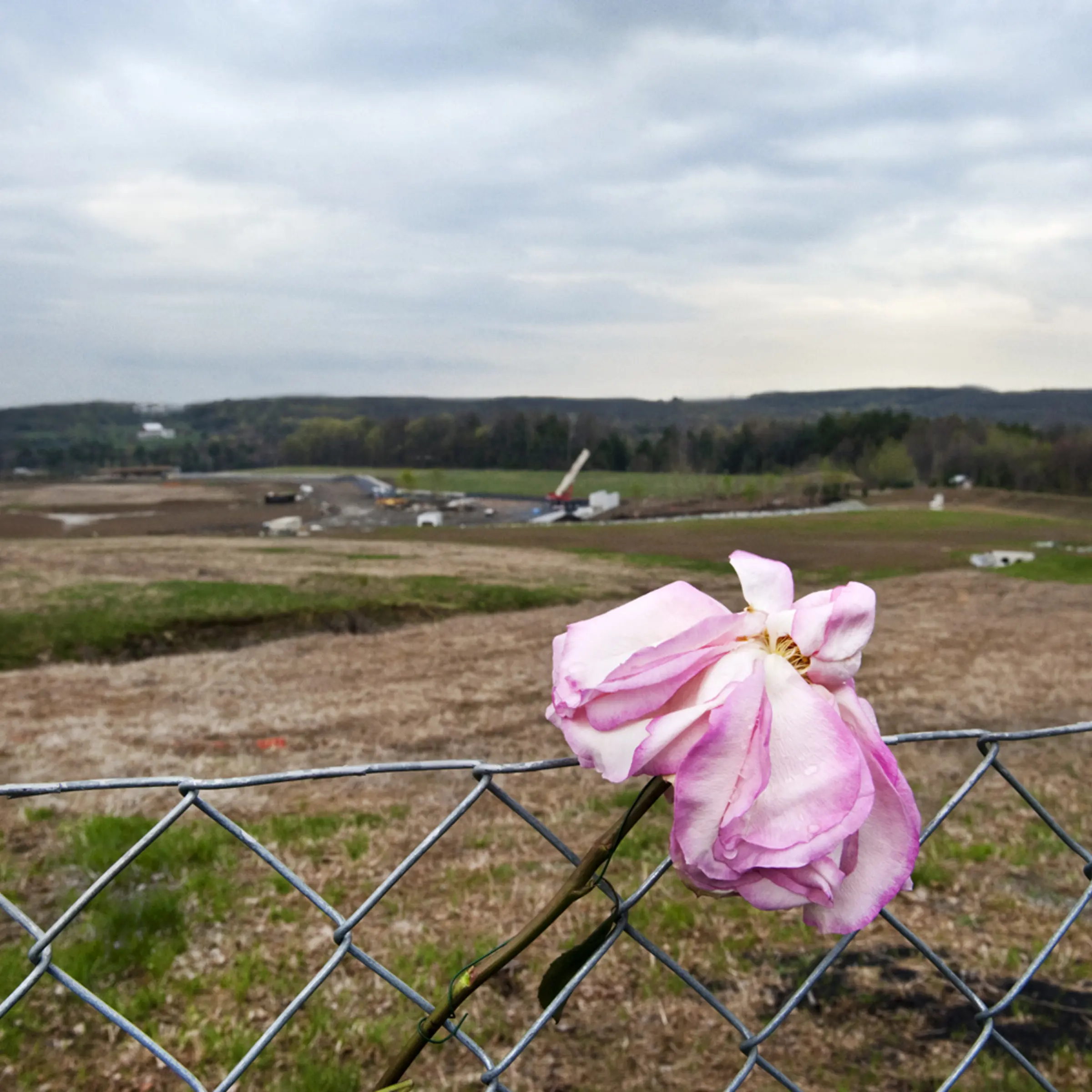 A single flower in the fence at the crash site in Shanksvillle, Pa. the day after Osama Bin Laden was killed by the U.S. military in Pakistan.