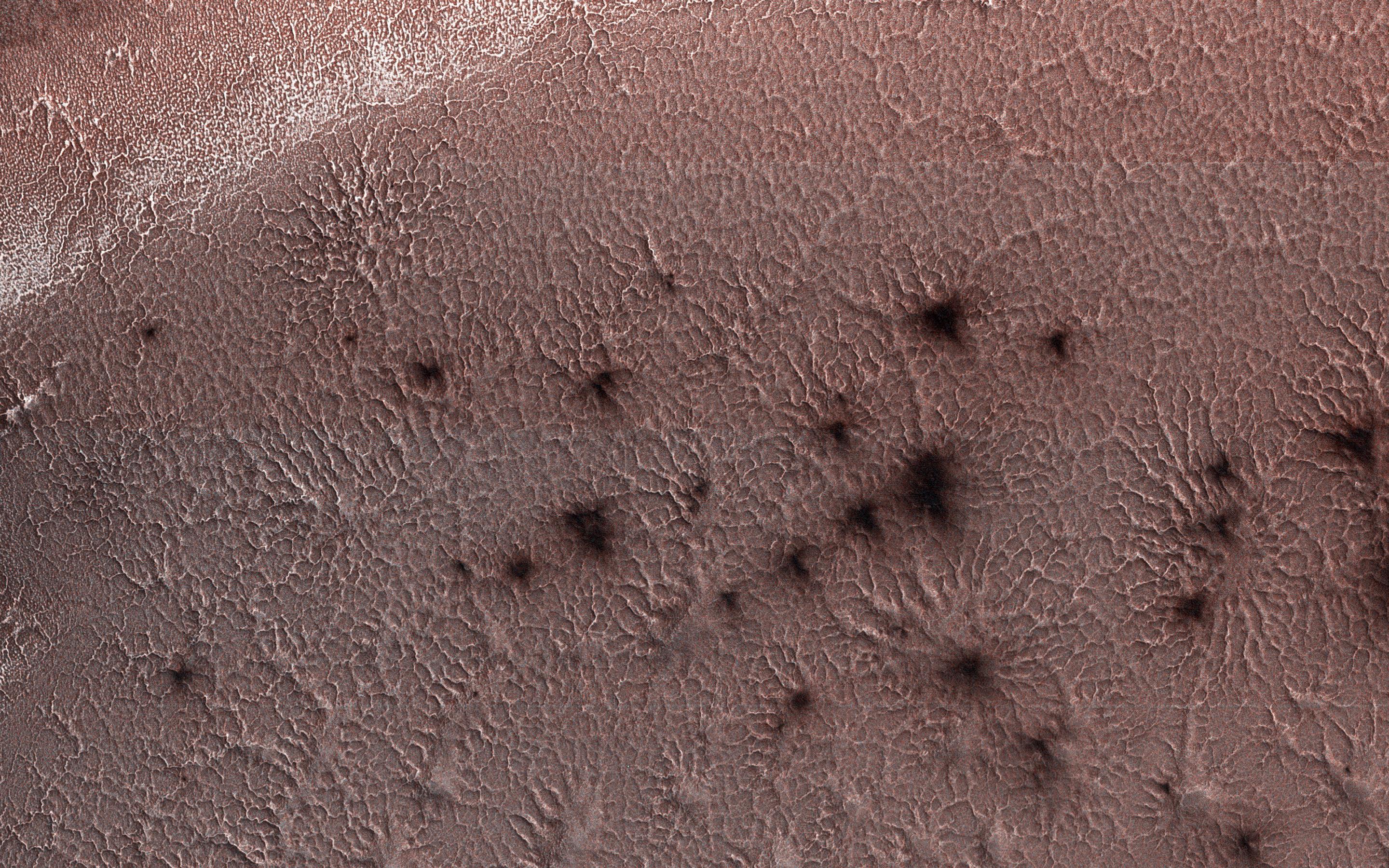 spiders-on-mars