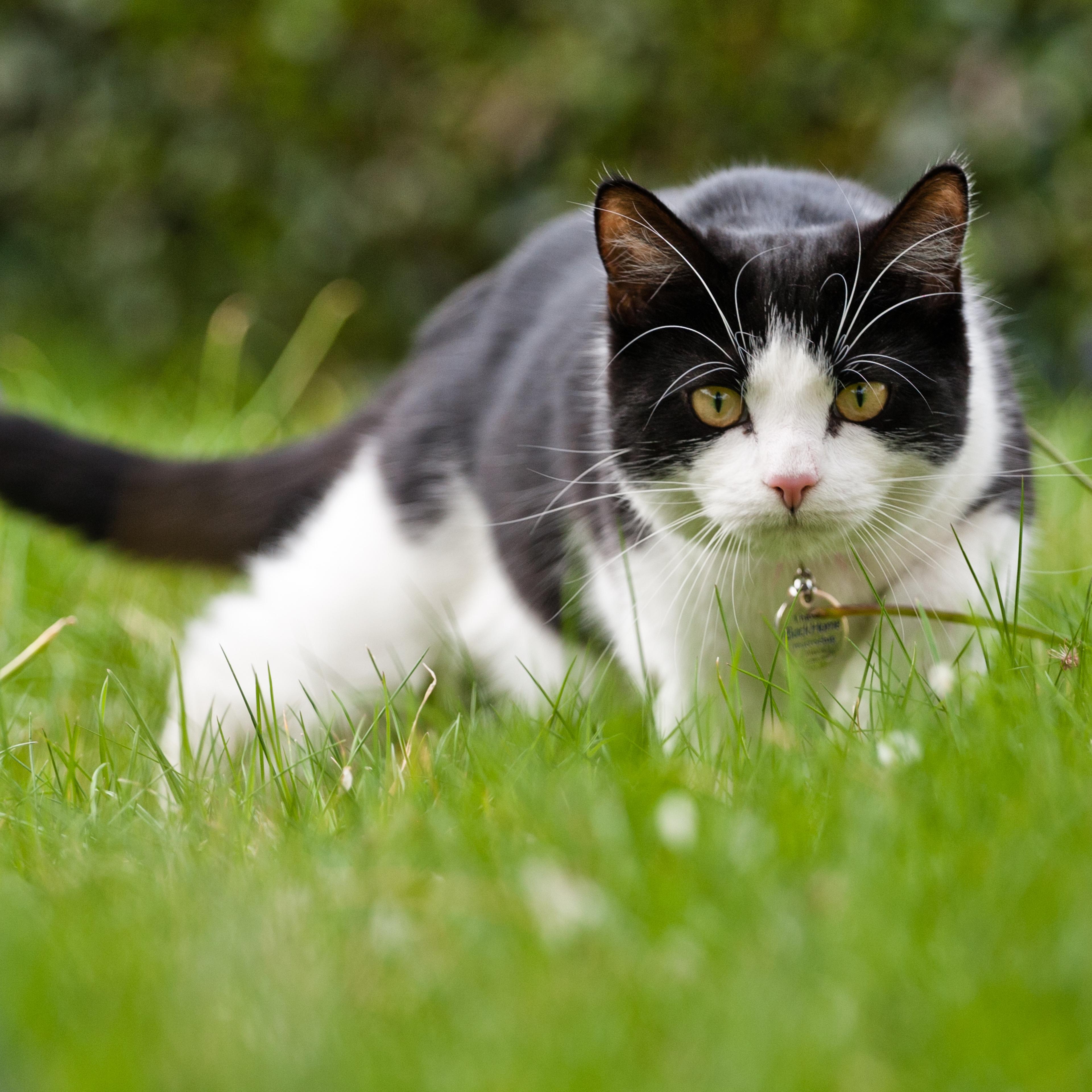 Domestic cat hunting for mice in the garden