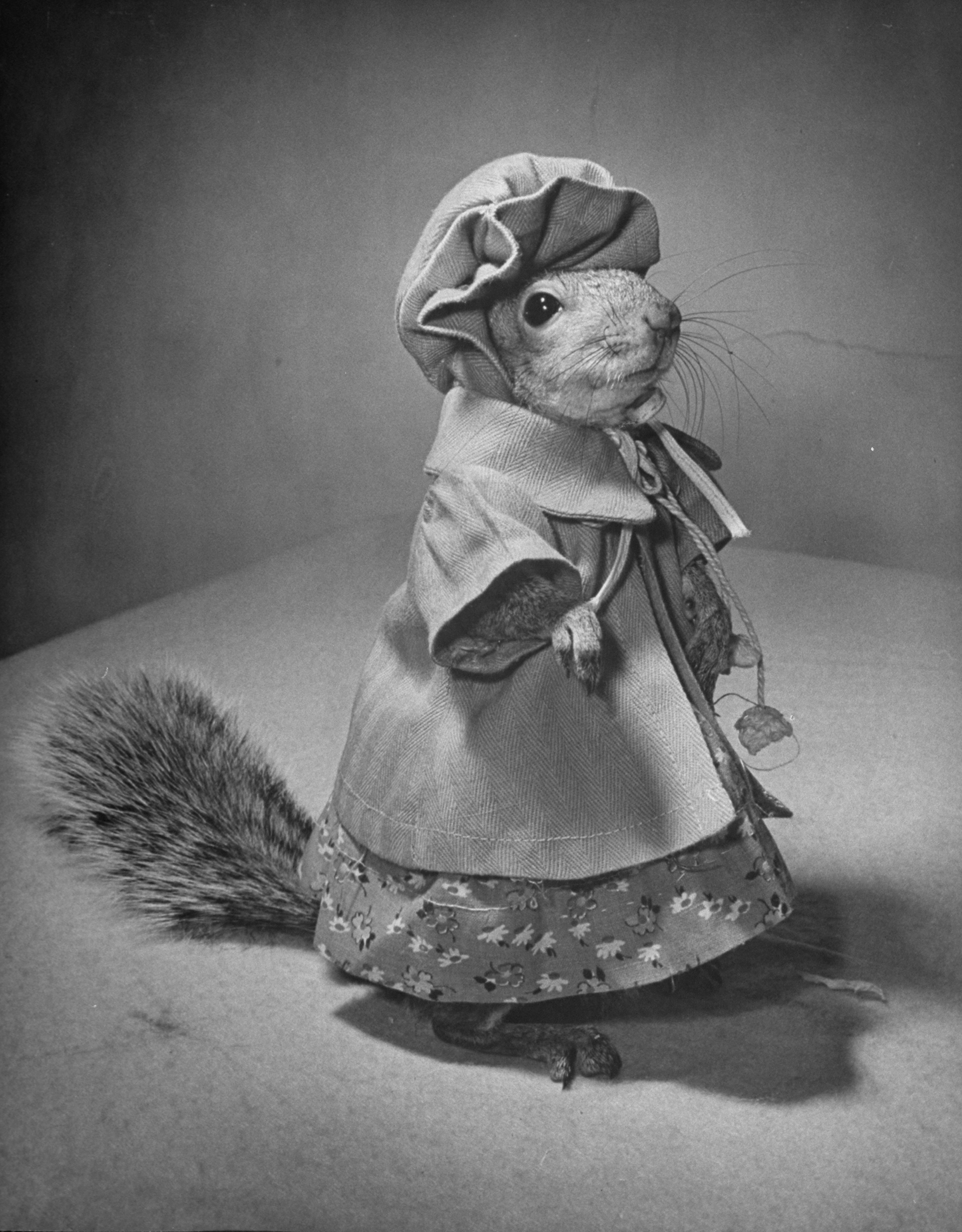 A Squirrel's Guide to Fashion