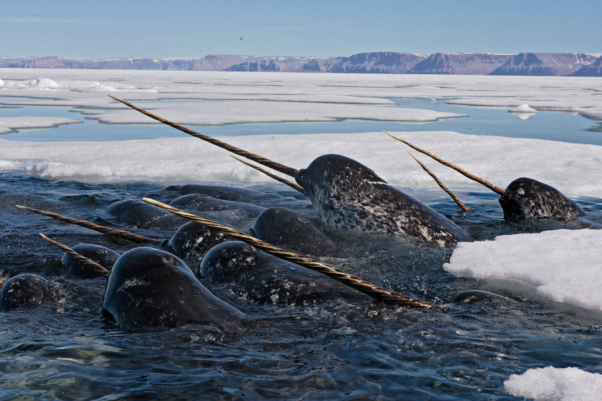 Narwhals