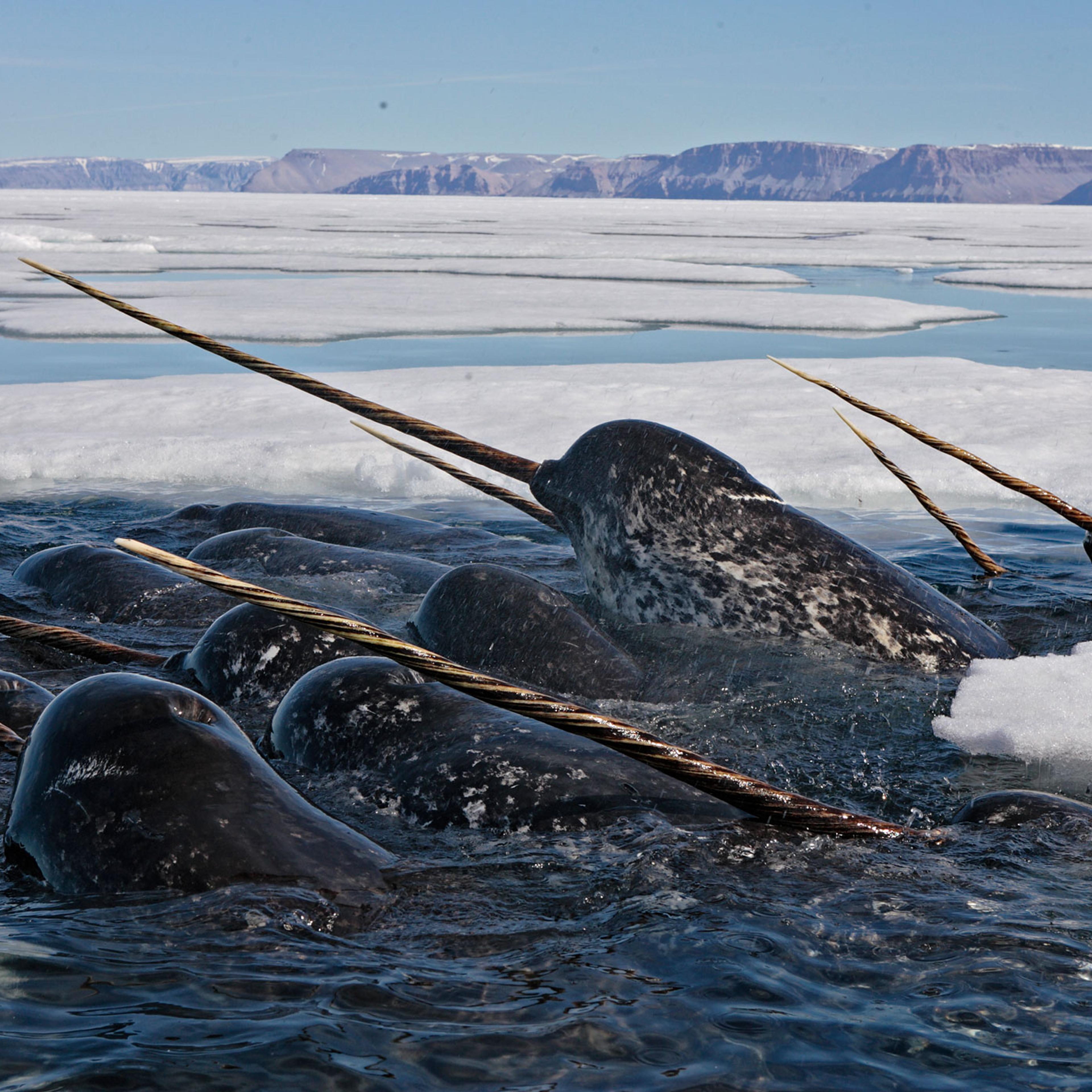 Narwhals
