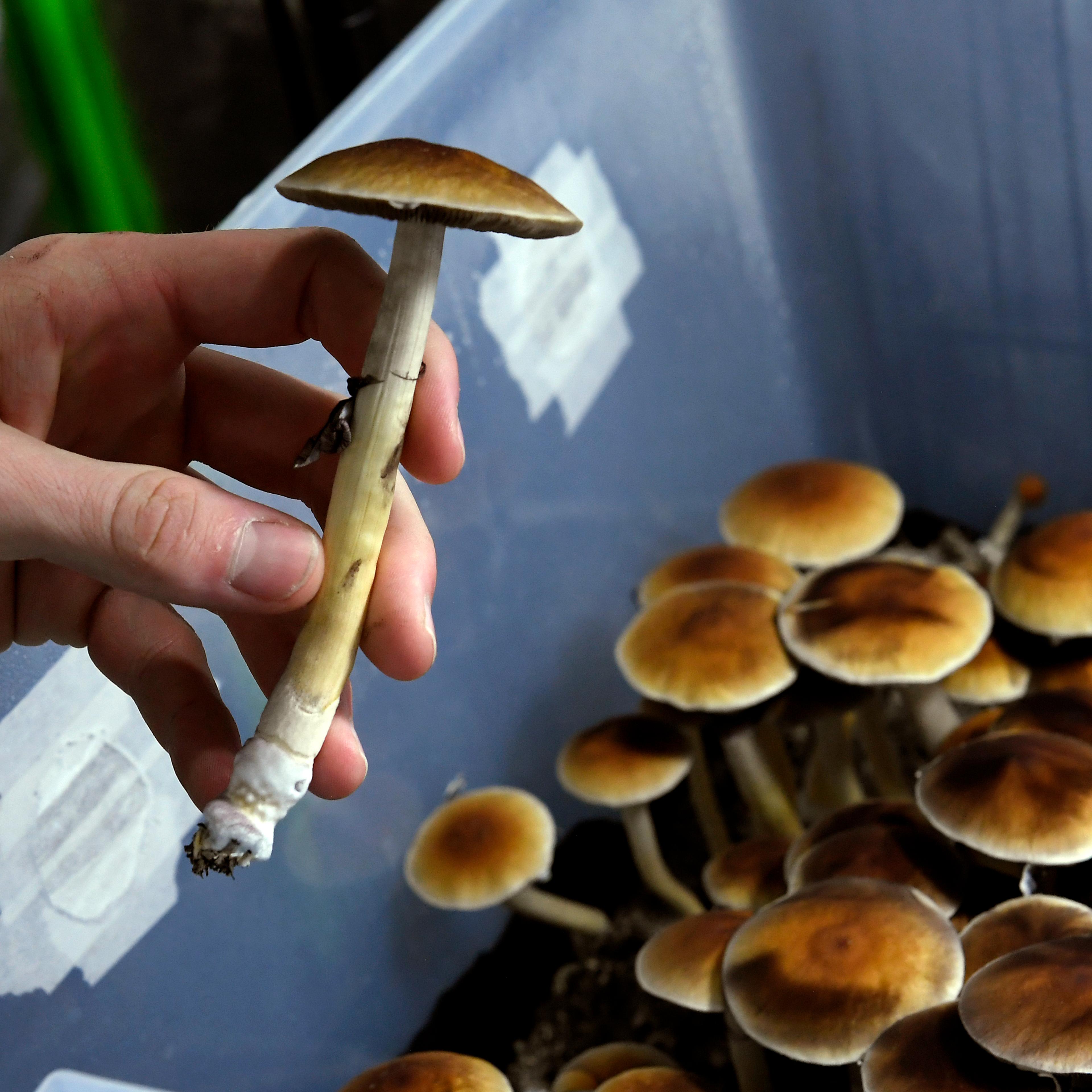 MUSHROOMS