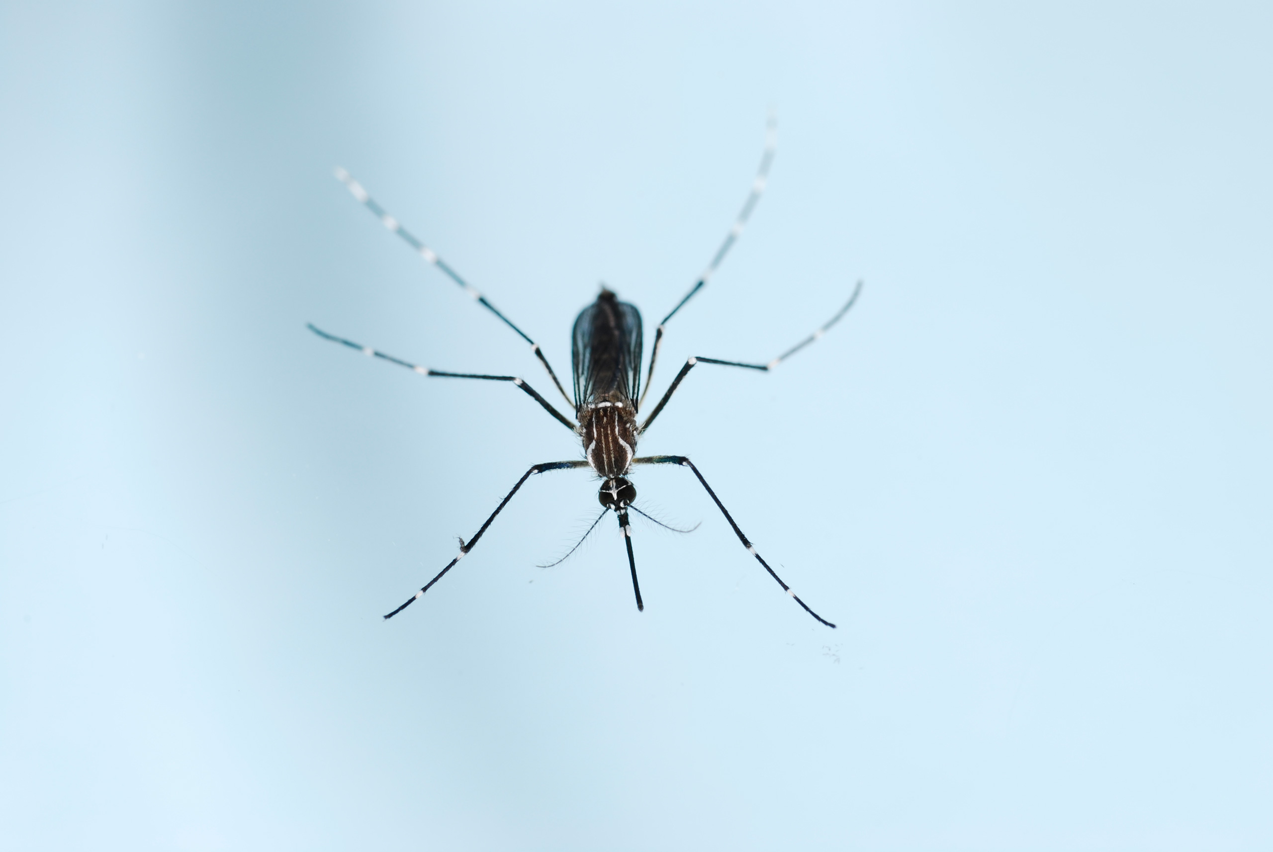 Aedes aegypti mosquito