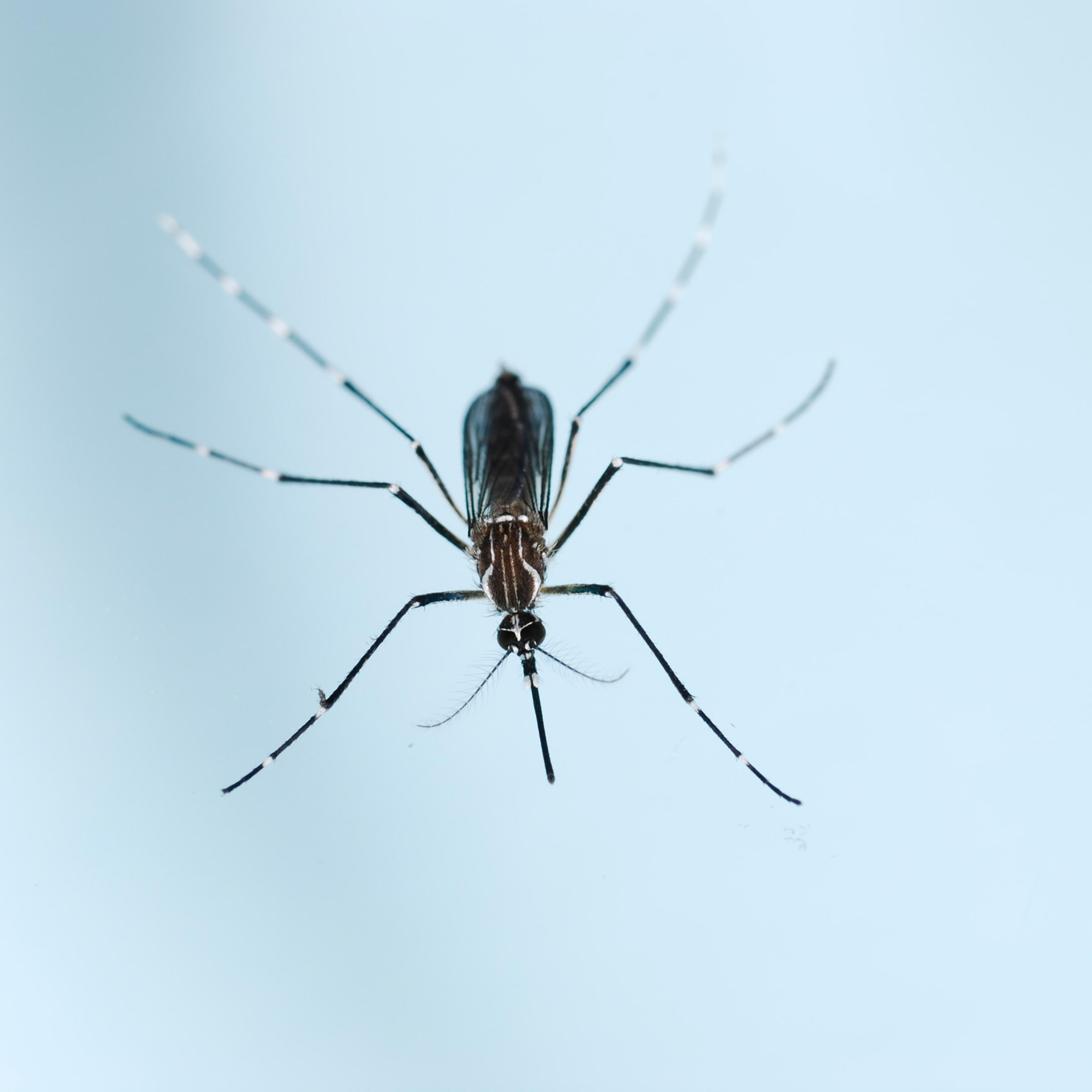Aedes aegypti mosquito