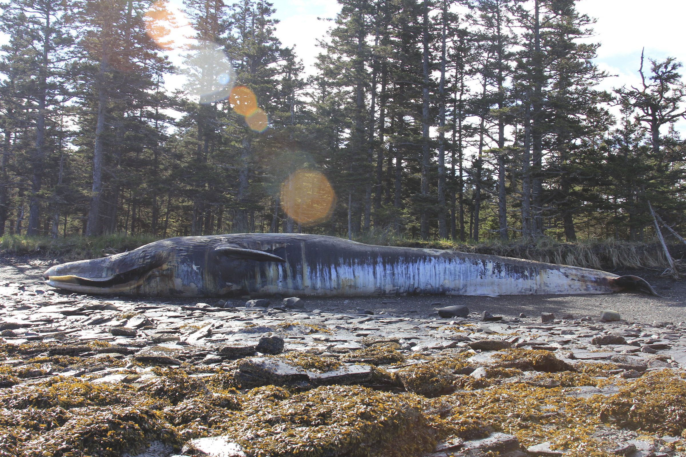 Alaska Dead Whales