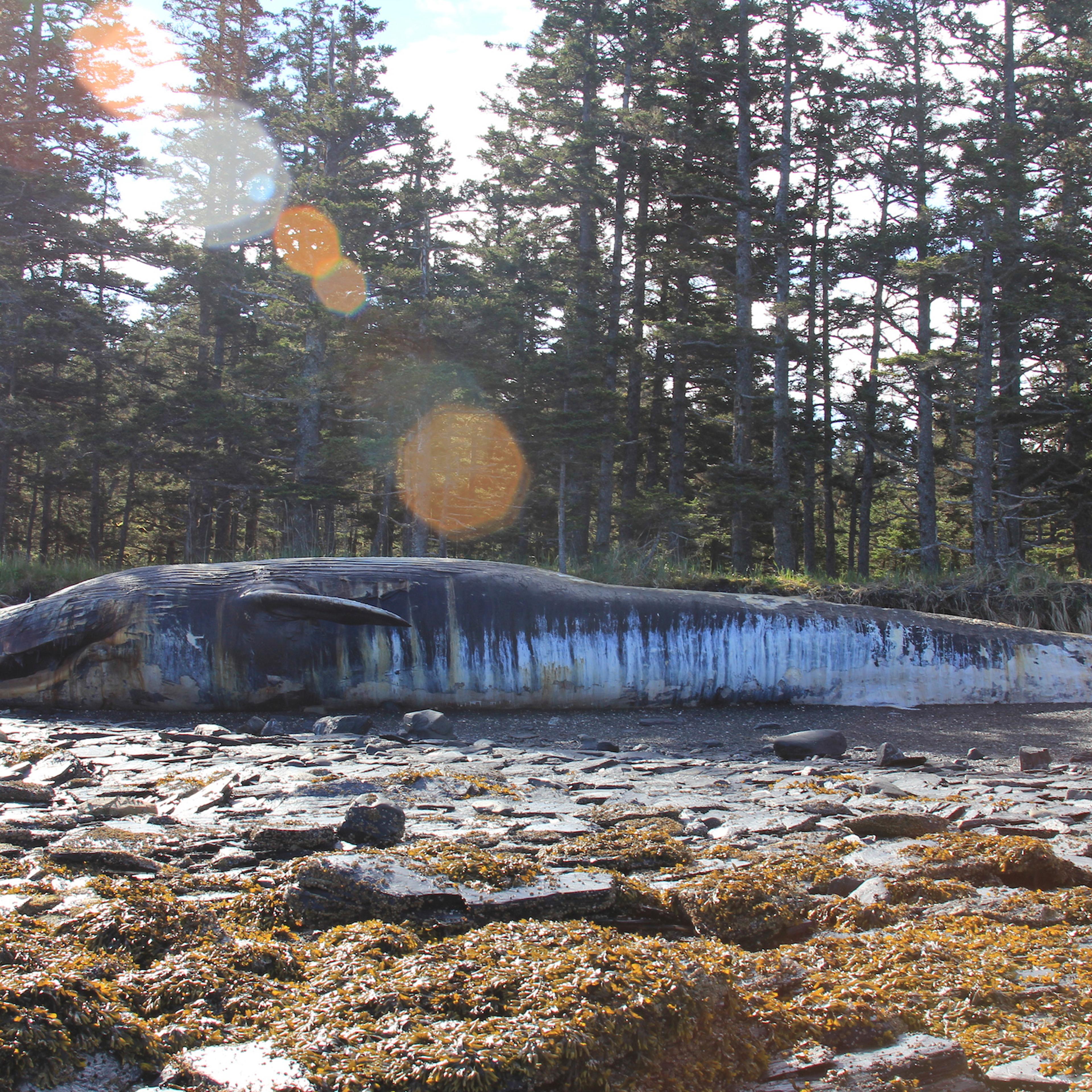 Alaska Dead Whales