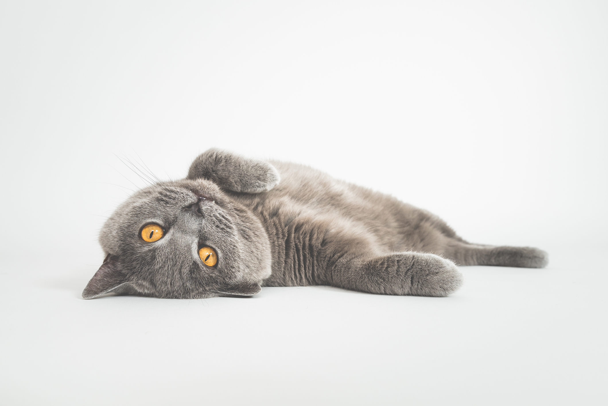 Portrait Of Cat Lying Against White Background
