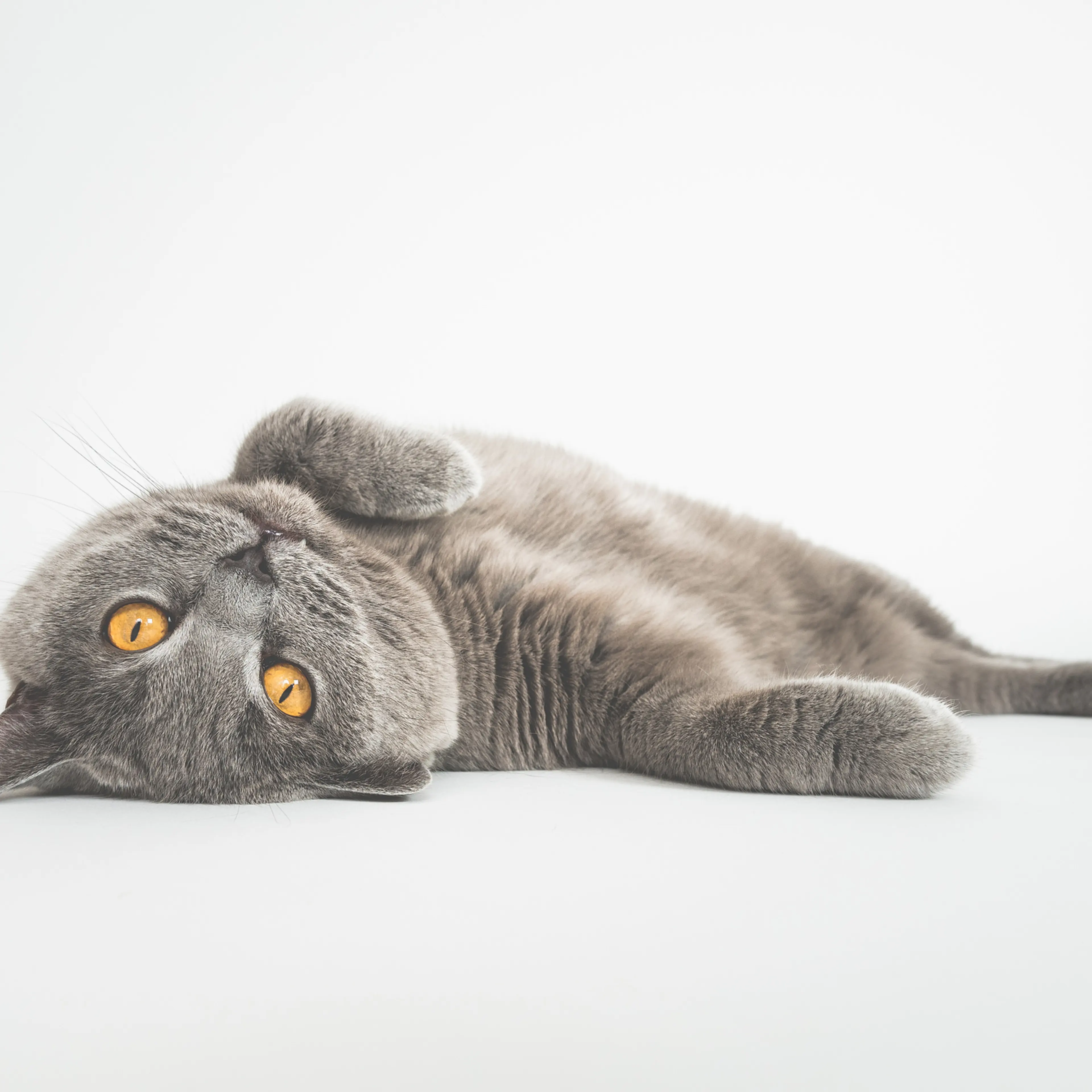 Portrait Of Cat Lying Against White Background