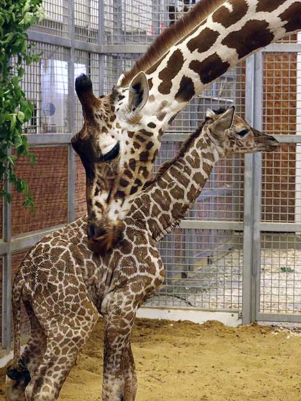 Katie and Kipenzi