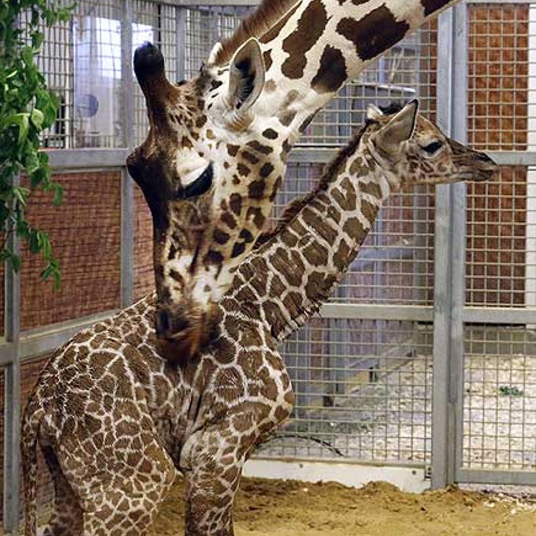 Katie and Kipenzi