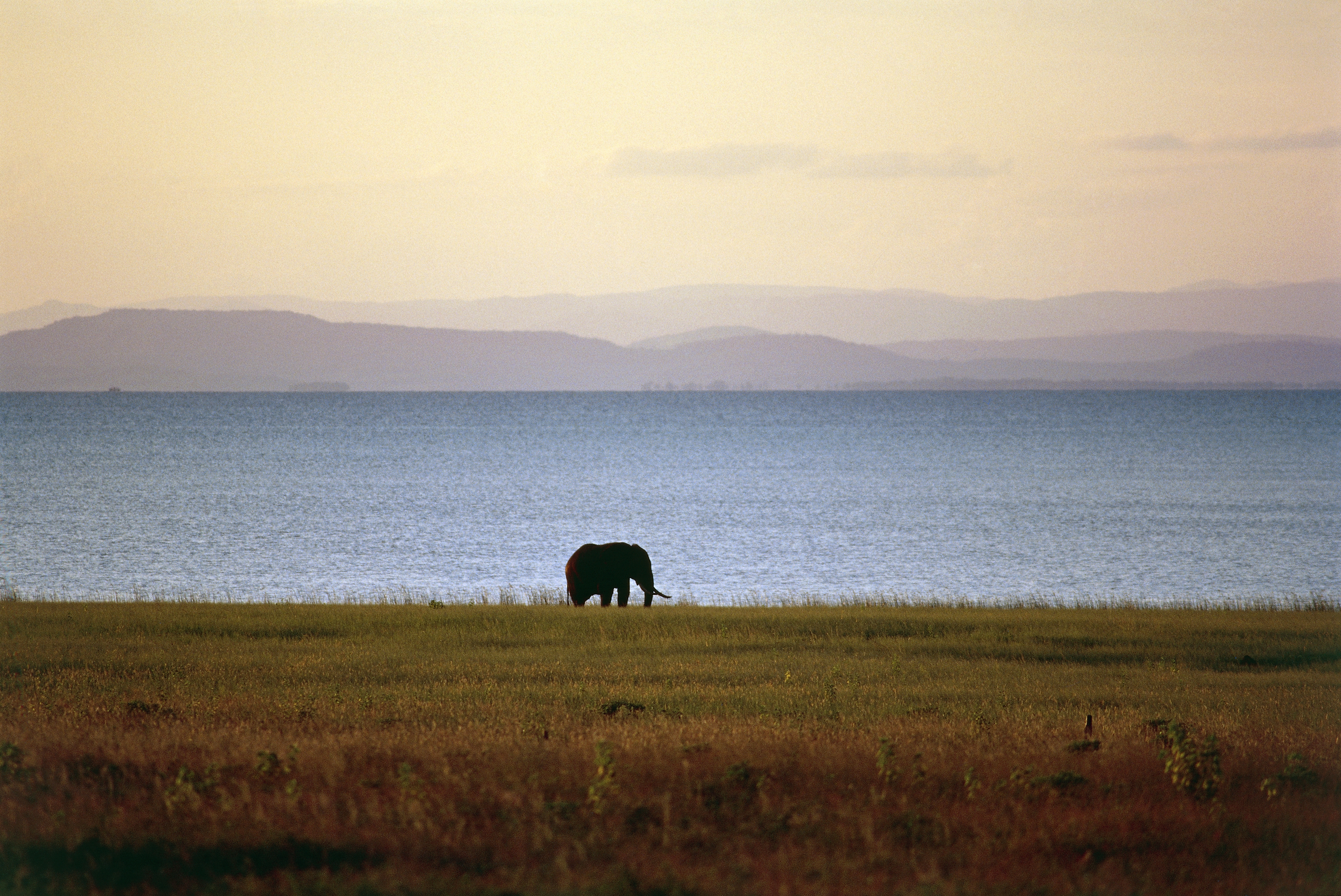 Elephant, Fothergill Island, Lake Kariba
