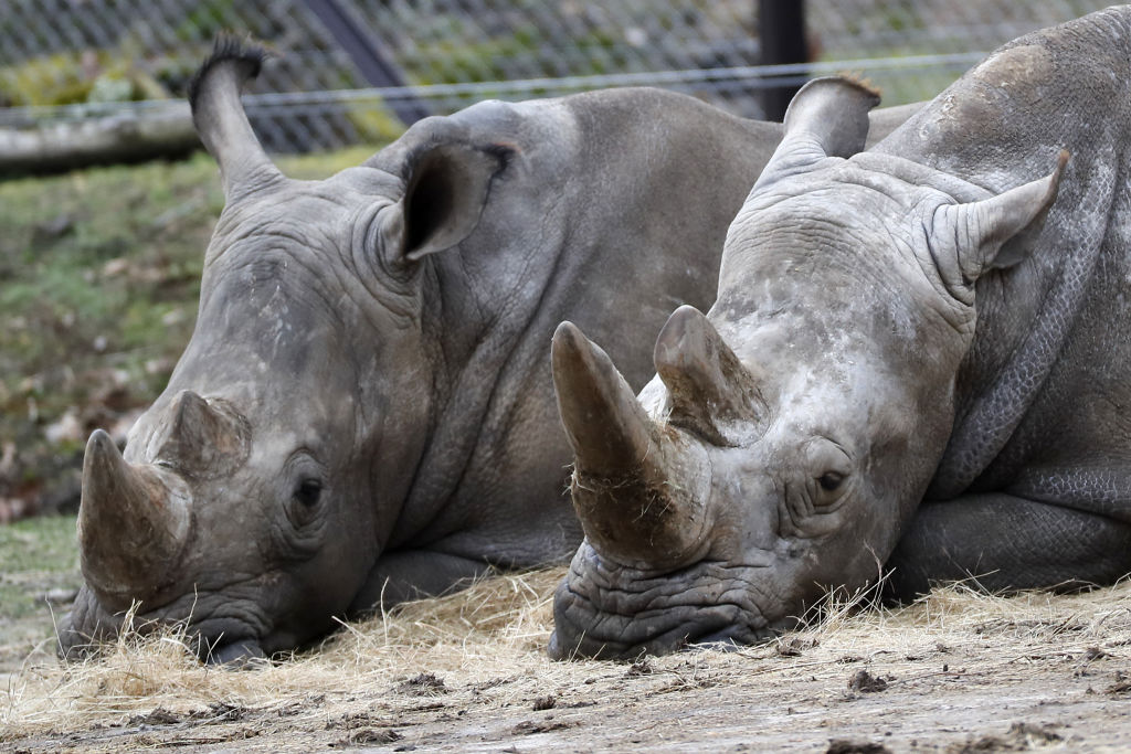 FRANCE-ANIMAL-CRIME-POACHING-CONSERVATION