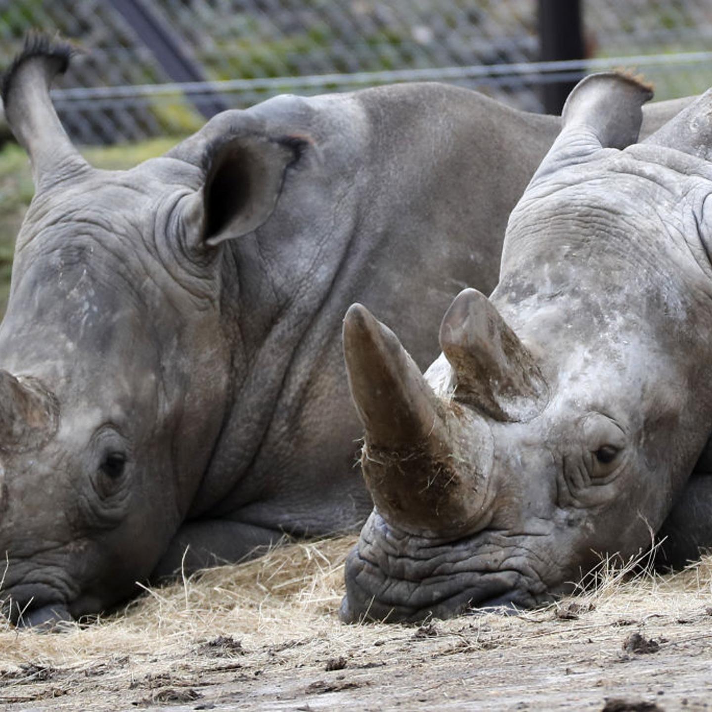 FRANCE-ANIMAL-CRIME-POACHING-CONSERVATION