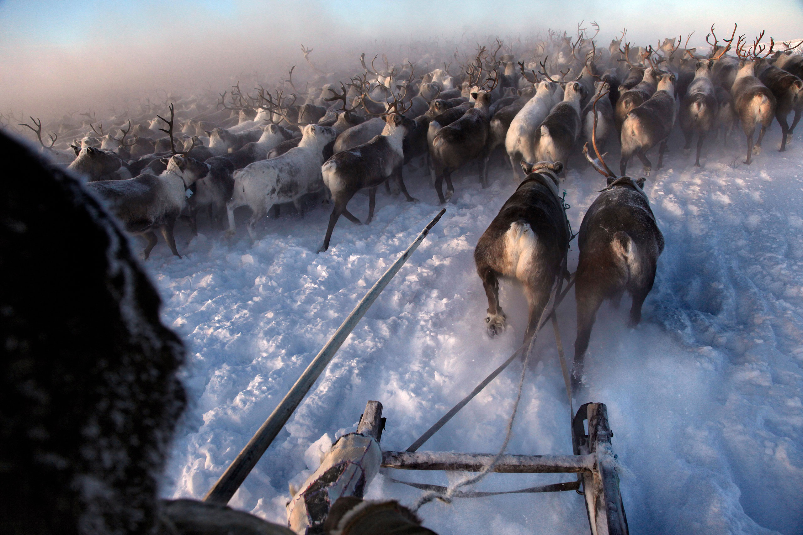Nenets, native people of the Russian Arctic region, herd reindeer in -40C (-40F) Displaced during the Stalin years of Soviet collectivization, now modern gas and oil exploration threaten their land. The herders sell reindeer meat to sausage factories and