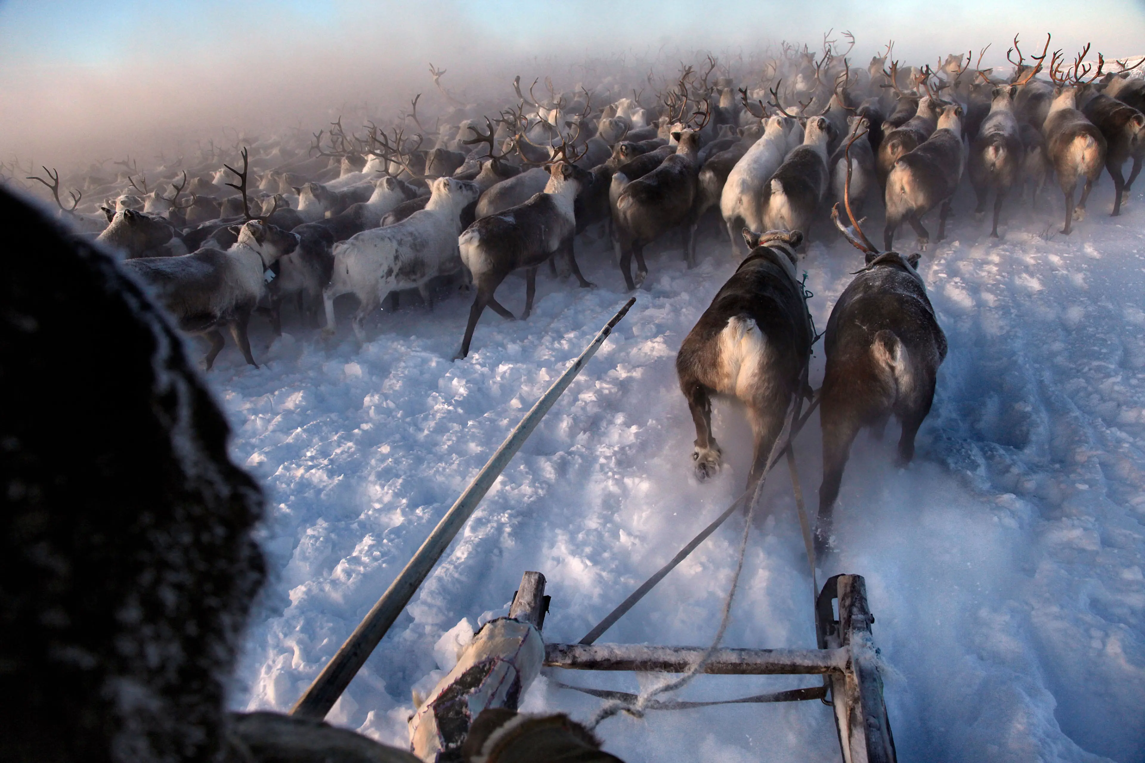 Nenets, native people of the Russian Arctic region, herd reindeer in -40C (-40F) Displaced during the Stalin years of Soviet collectivization, now modern gas and oil exploration threaten their land. The herders sell reindeer meat to sausage factories and