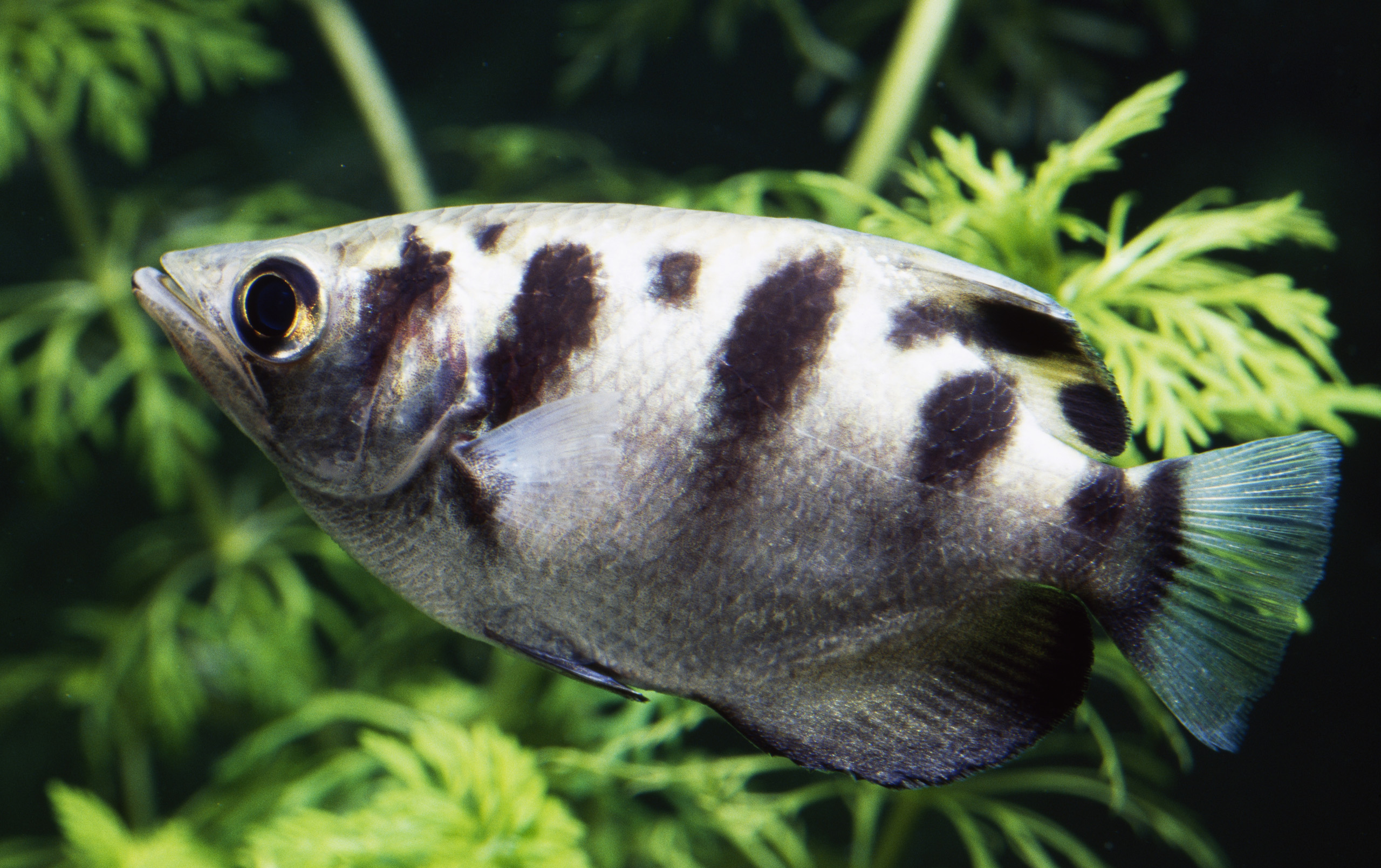Banded archerfish
