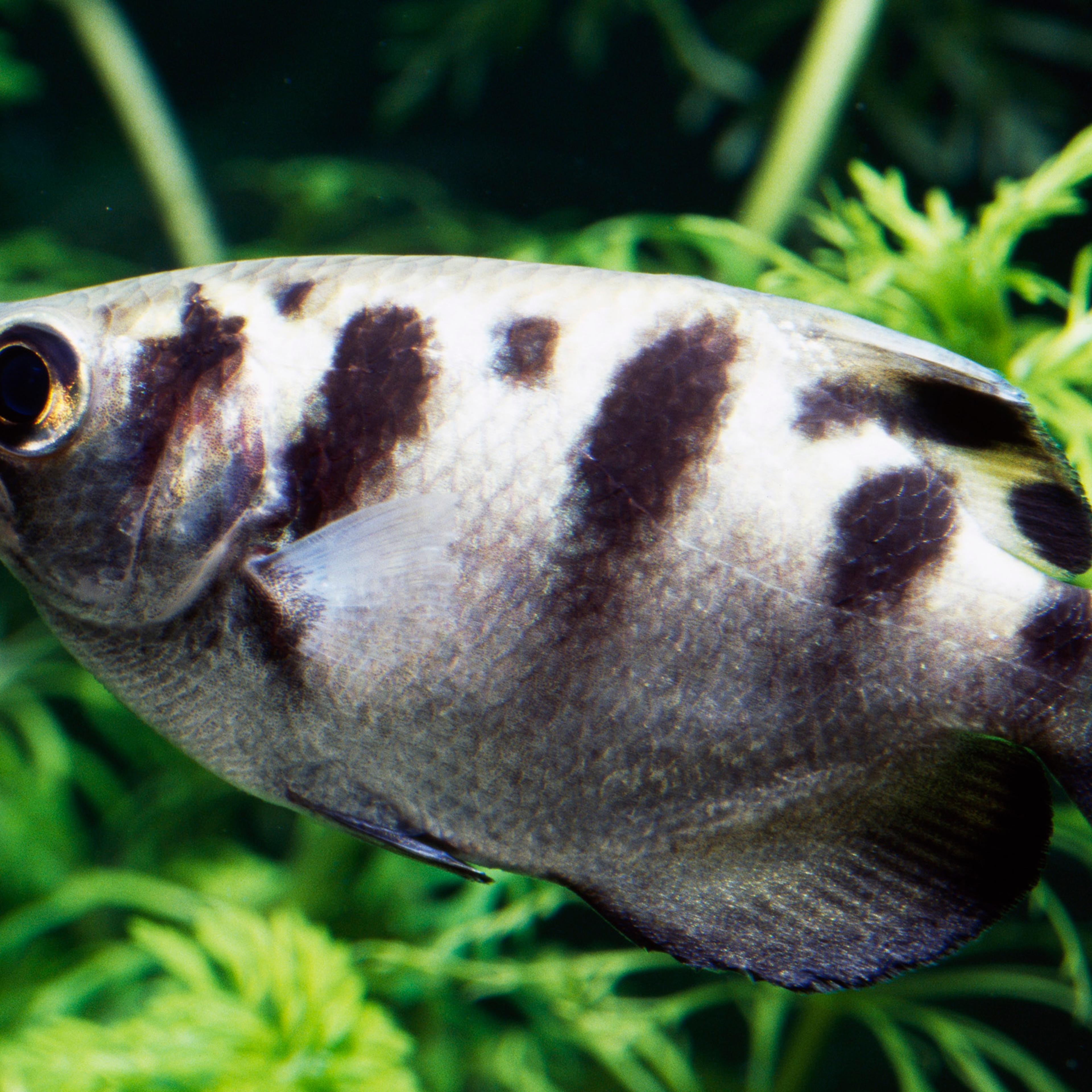 Banded archerfish