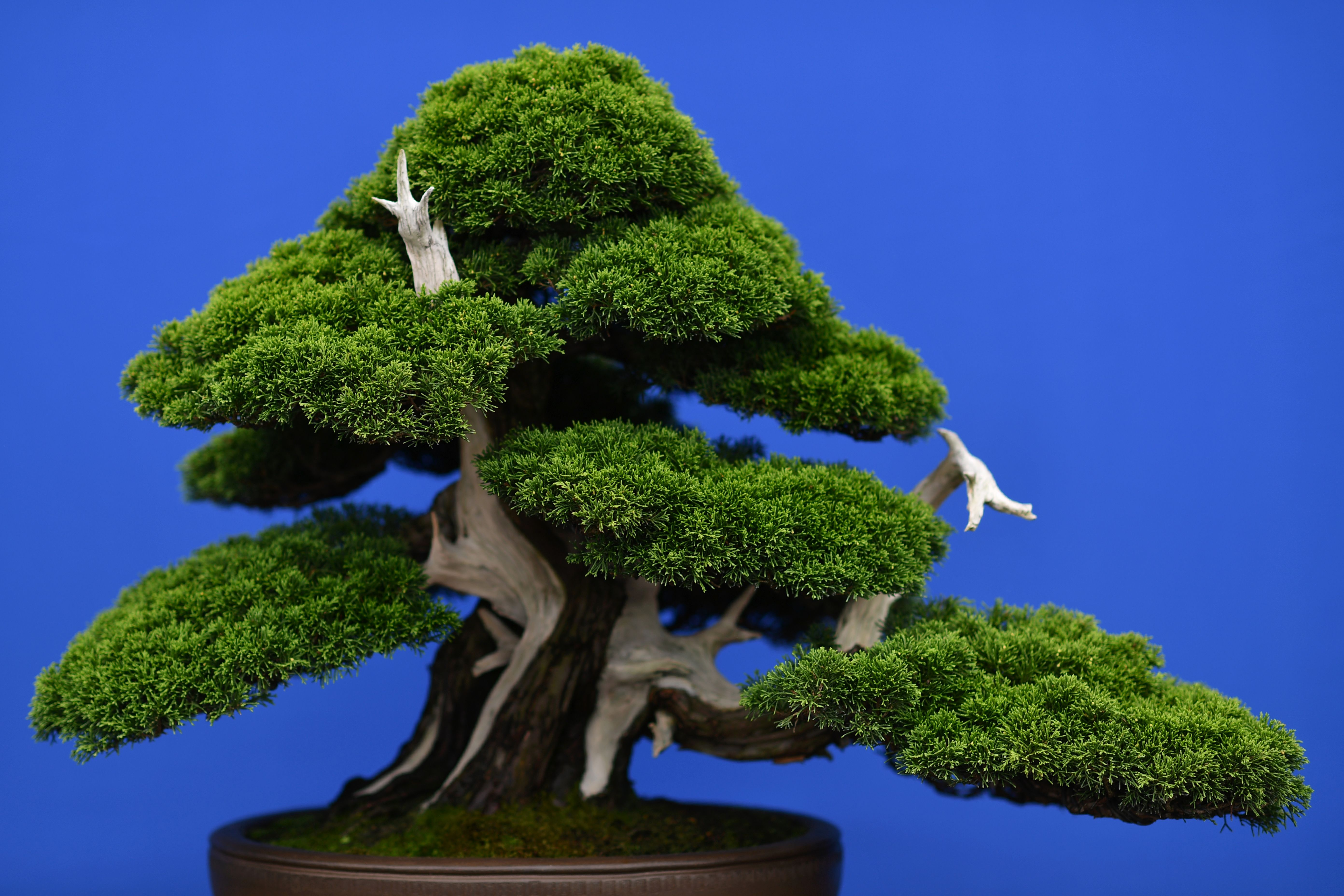 bonsai tree