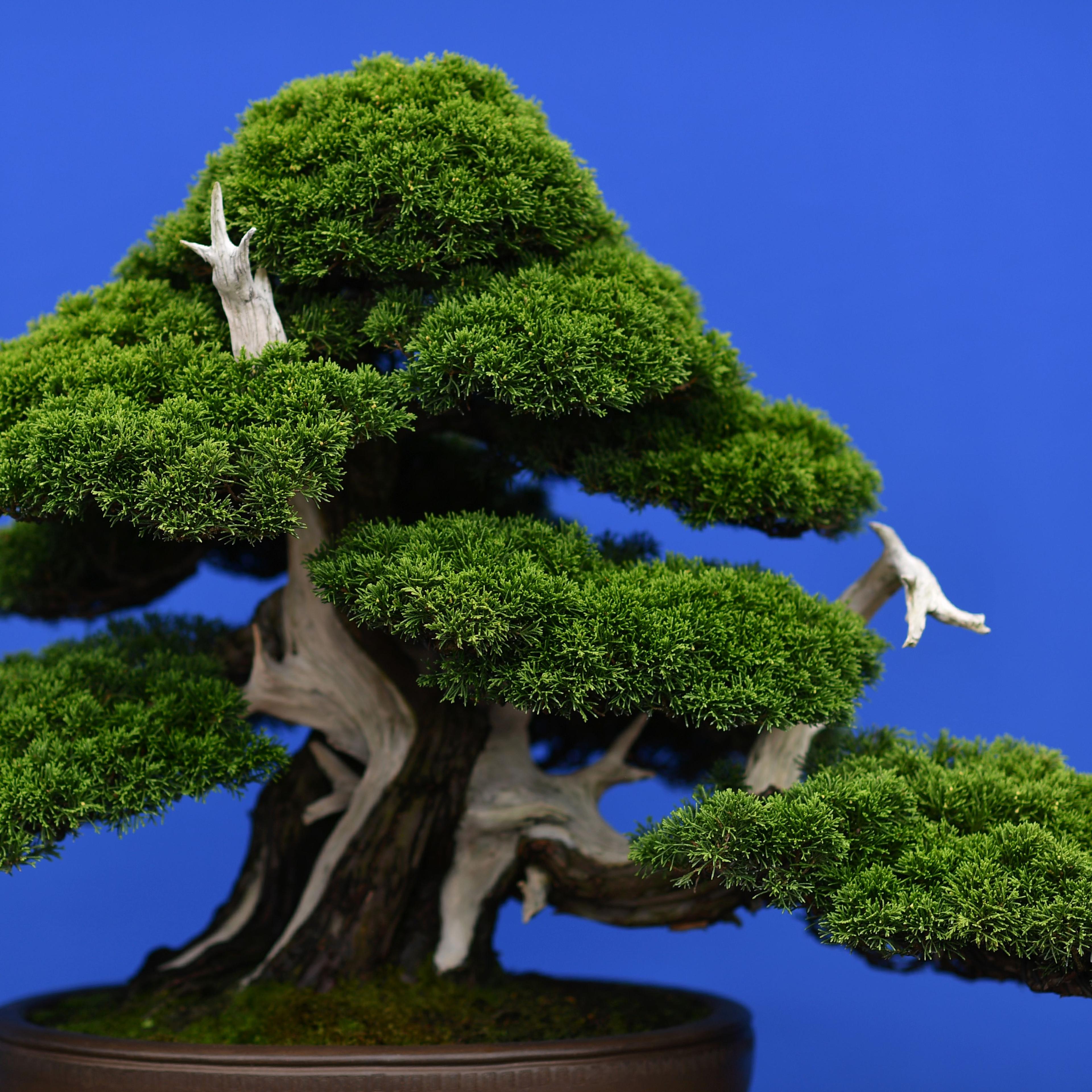 bonsai tree