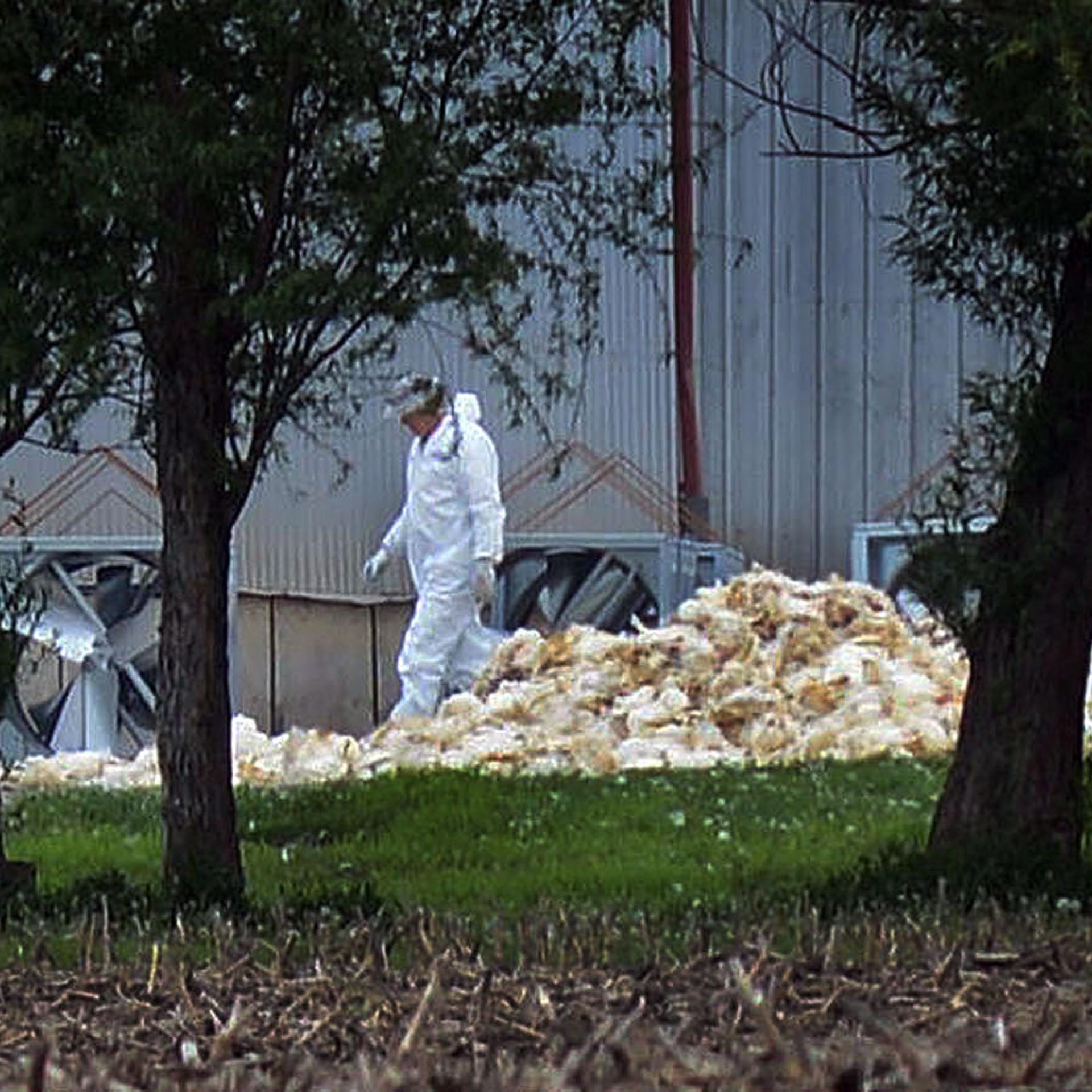 In this May 11, 2015 photo provided by John Gaps III, men in hazardous materials suits load dead poultry to be buried at Rose Acre Farms, Inc., just west of Winterset, Iowa.