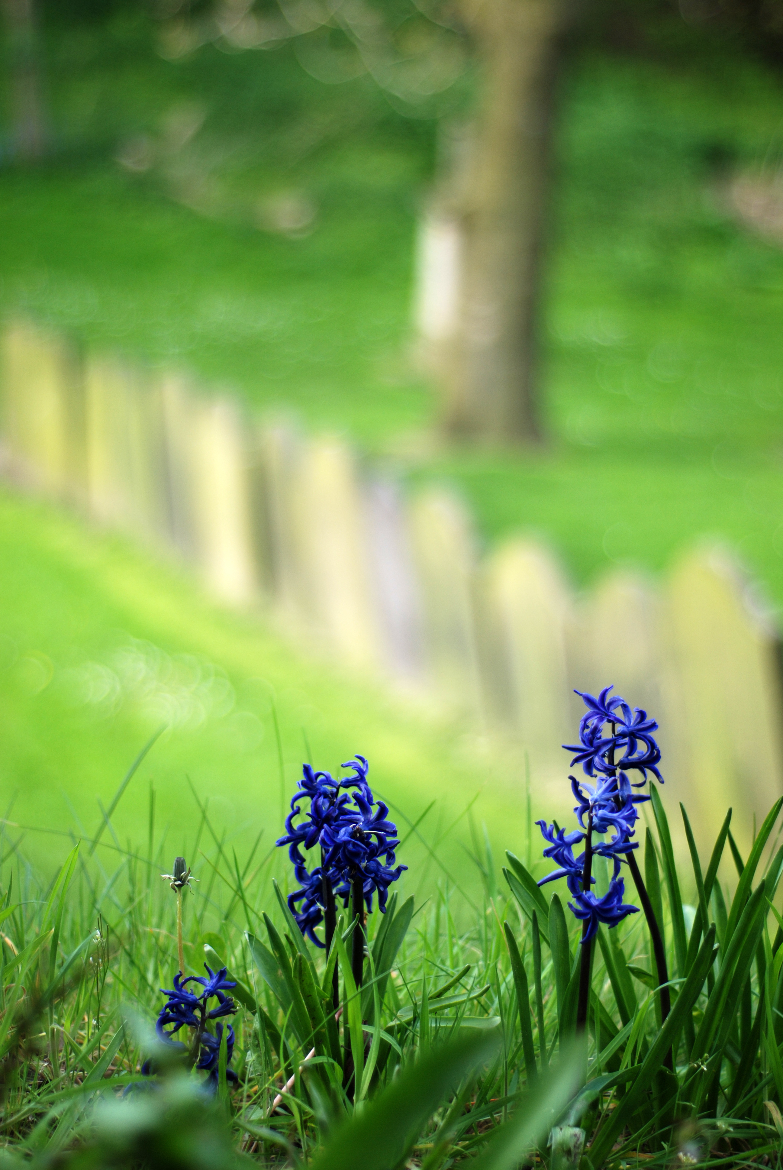 Flowers and graves