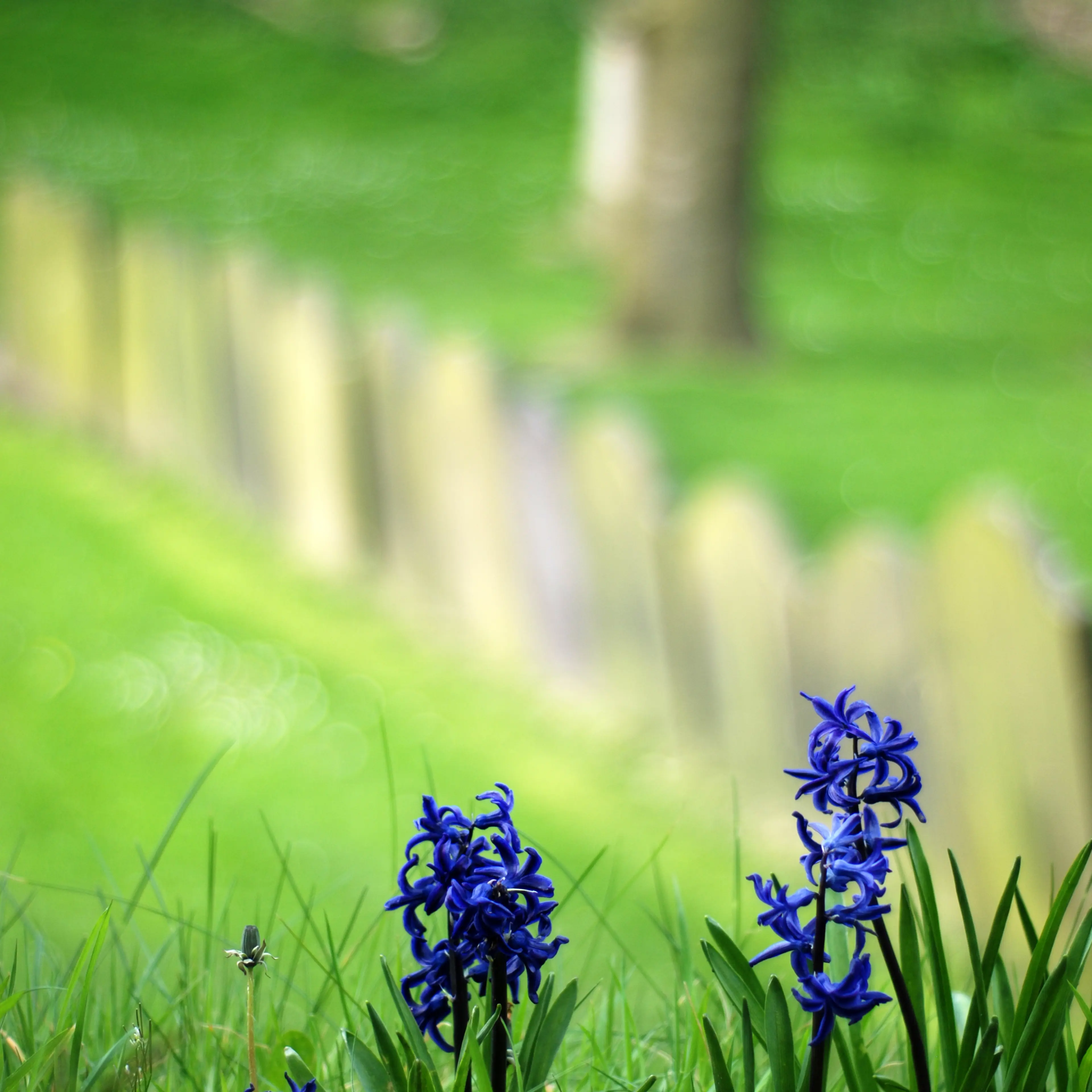 Flowers and graves