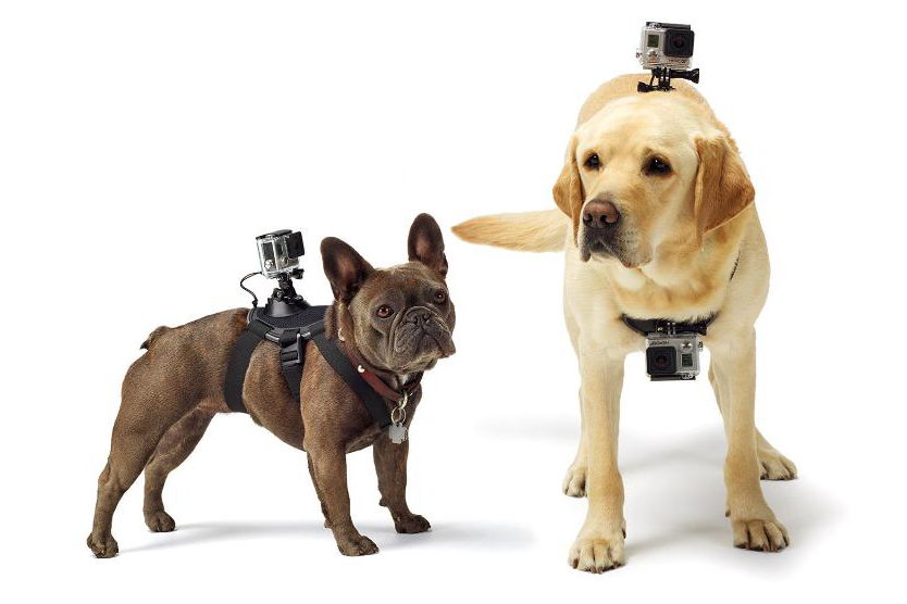 GoPro's new Fetch Dog Mount.