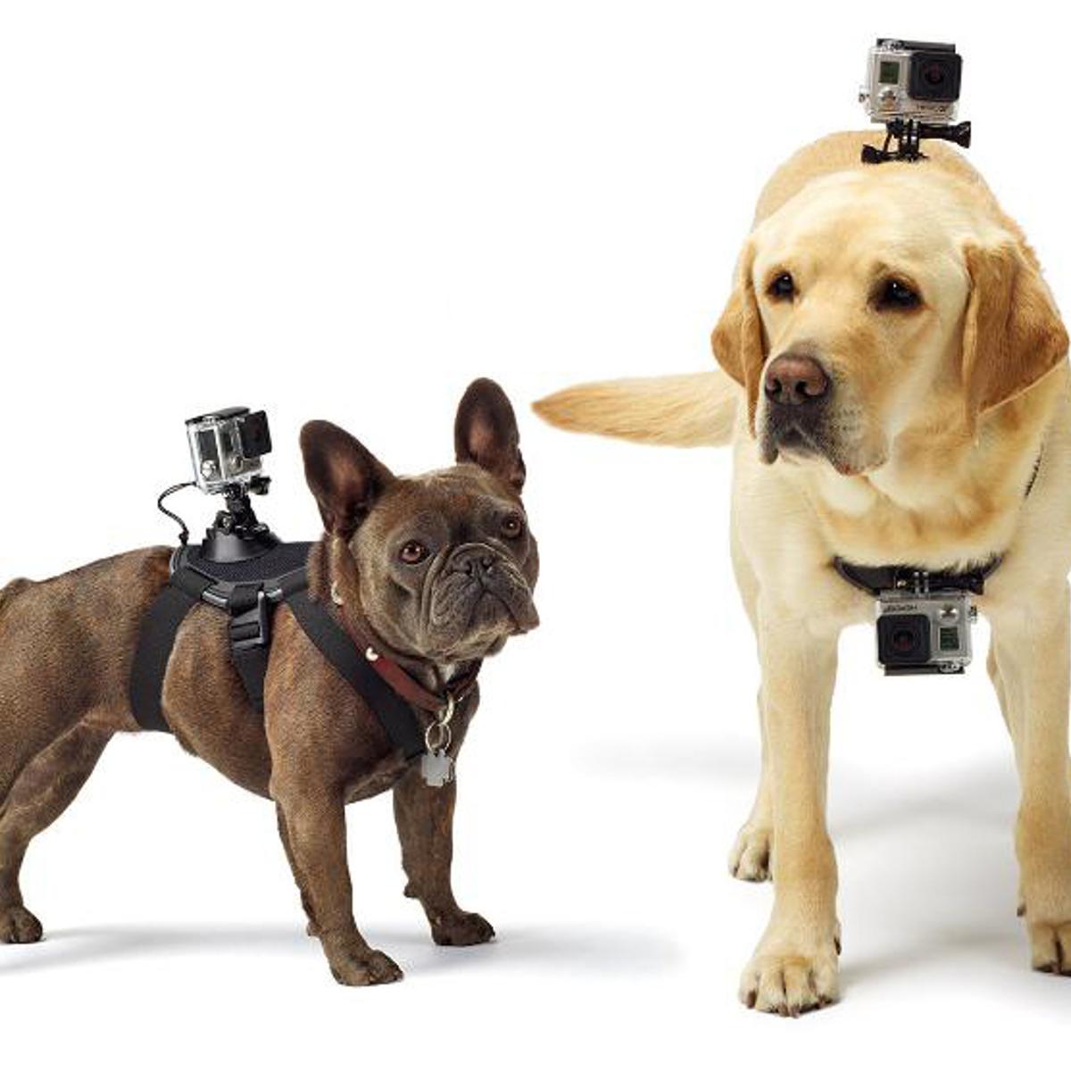 GoPro's new Fetch Dog Mount.