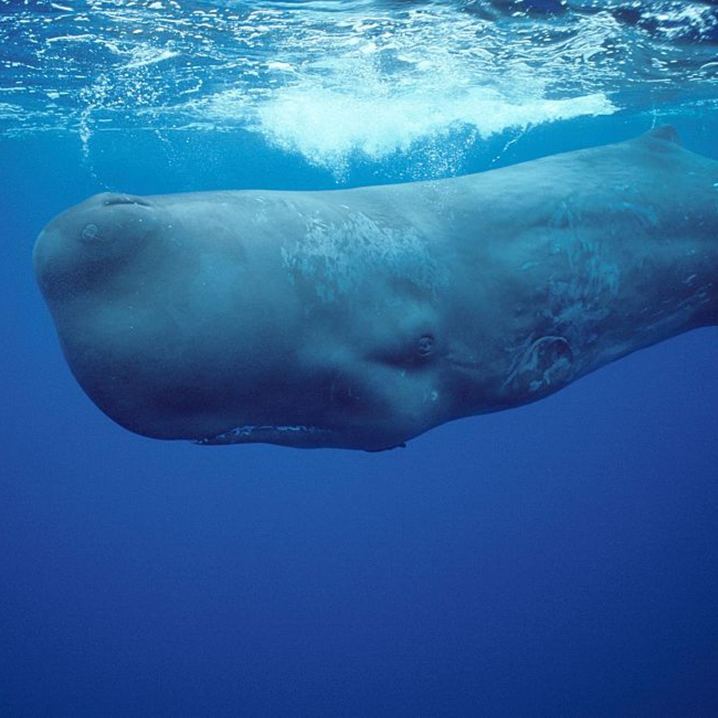 Sperm whale.