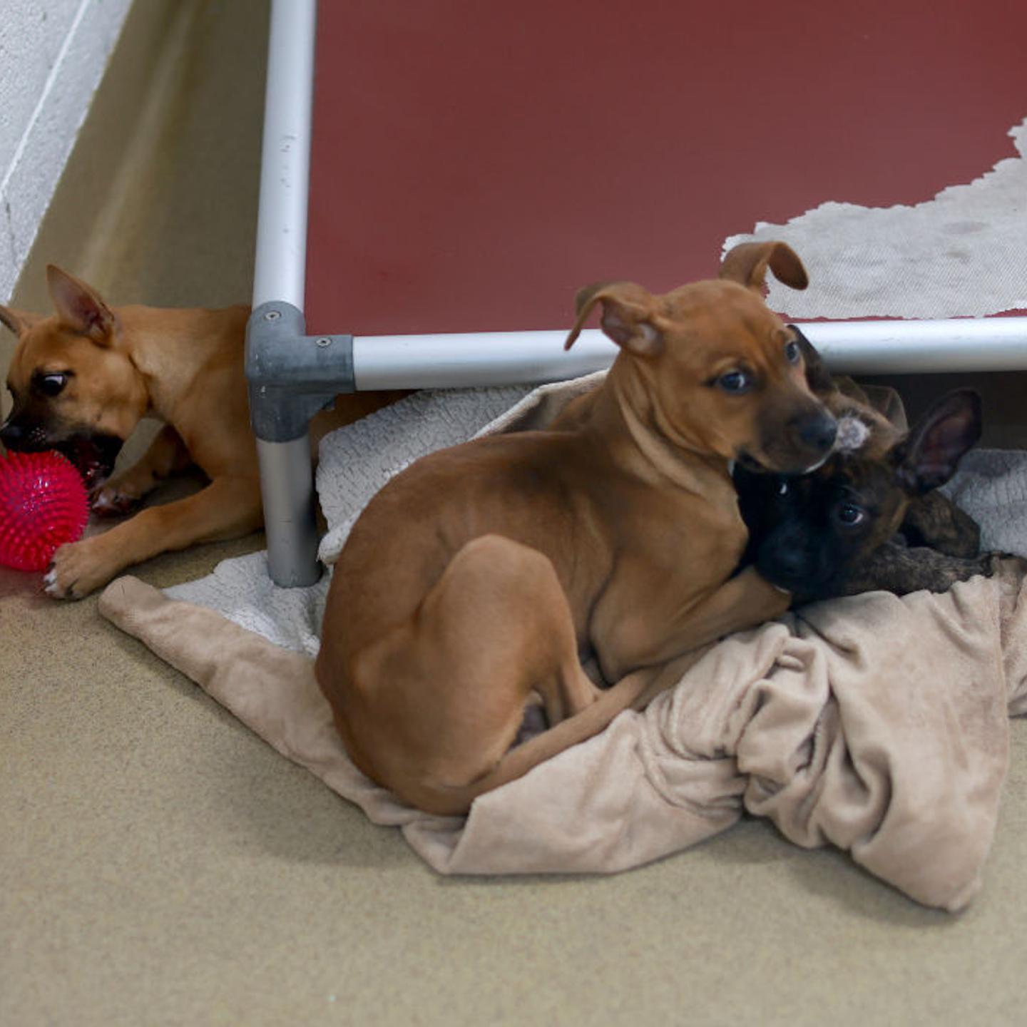 Dogs that are up for adoption gather together at the Humane Society of Greater Miami on December 13, 2023 in Miami, Florida.