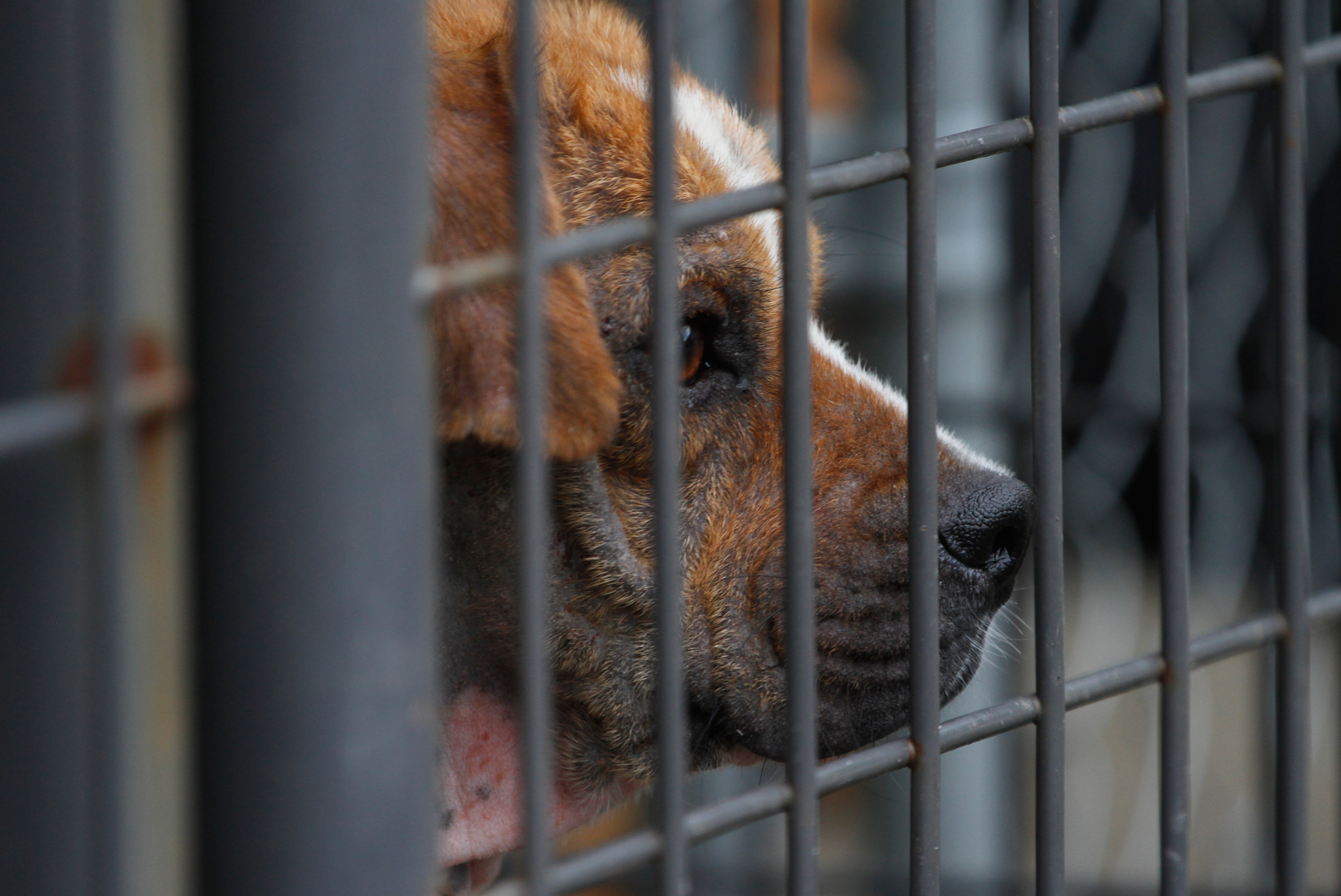 A recently rescued quarantined dog that is suffering from mange looks out of its cage on Friday, June 13, 2014, at the Pet Placement Center in Red Bank, Tenn. The center cared for more than 20 of the 240 dogs that were rescued this week from a puppy mill