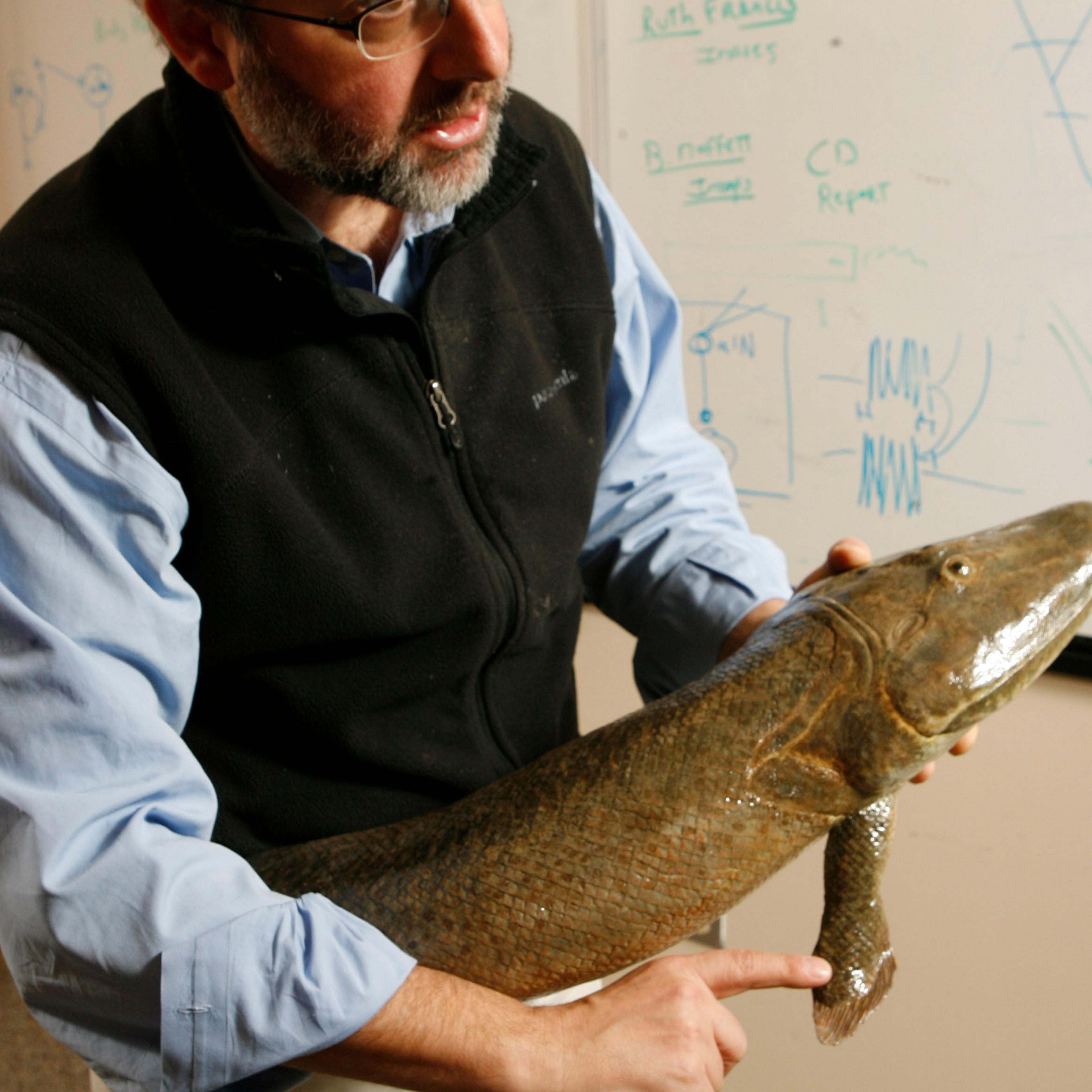 Part of the family: Shubin and a model of the Tiktaalik—ancestor to us all