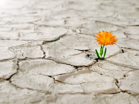 dry-land-flower