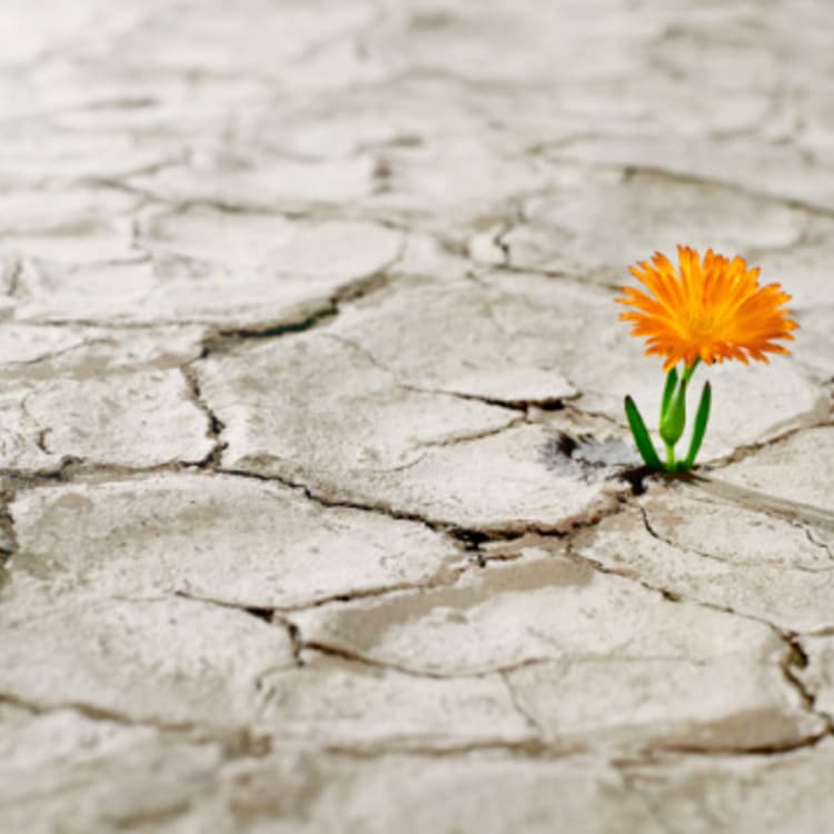 dry-land-flower