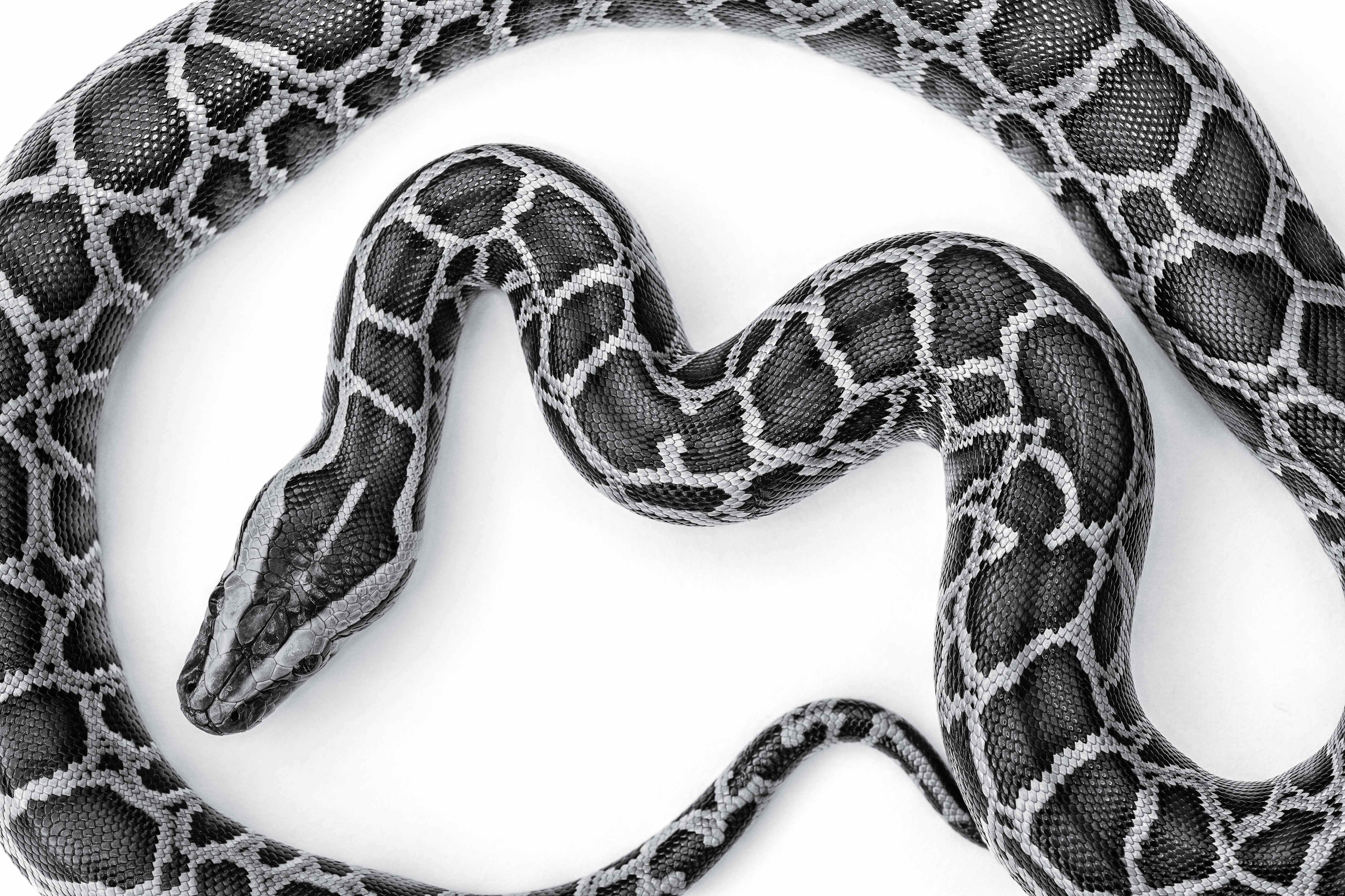 Burmese Python Florida Everglades 2014 Invasive Species