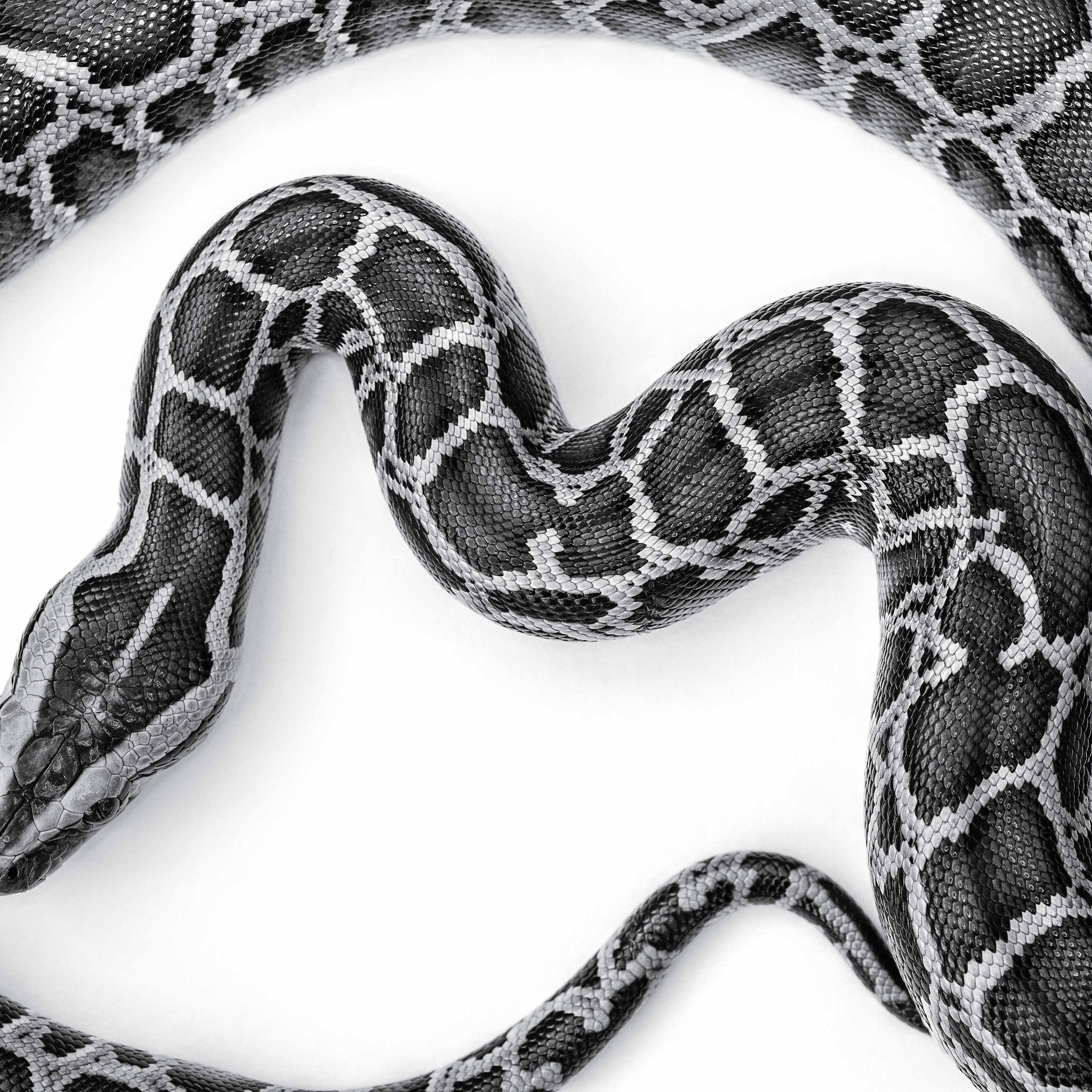Burmese Python Florida Everglades 2014 Invasive Species
