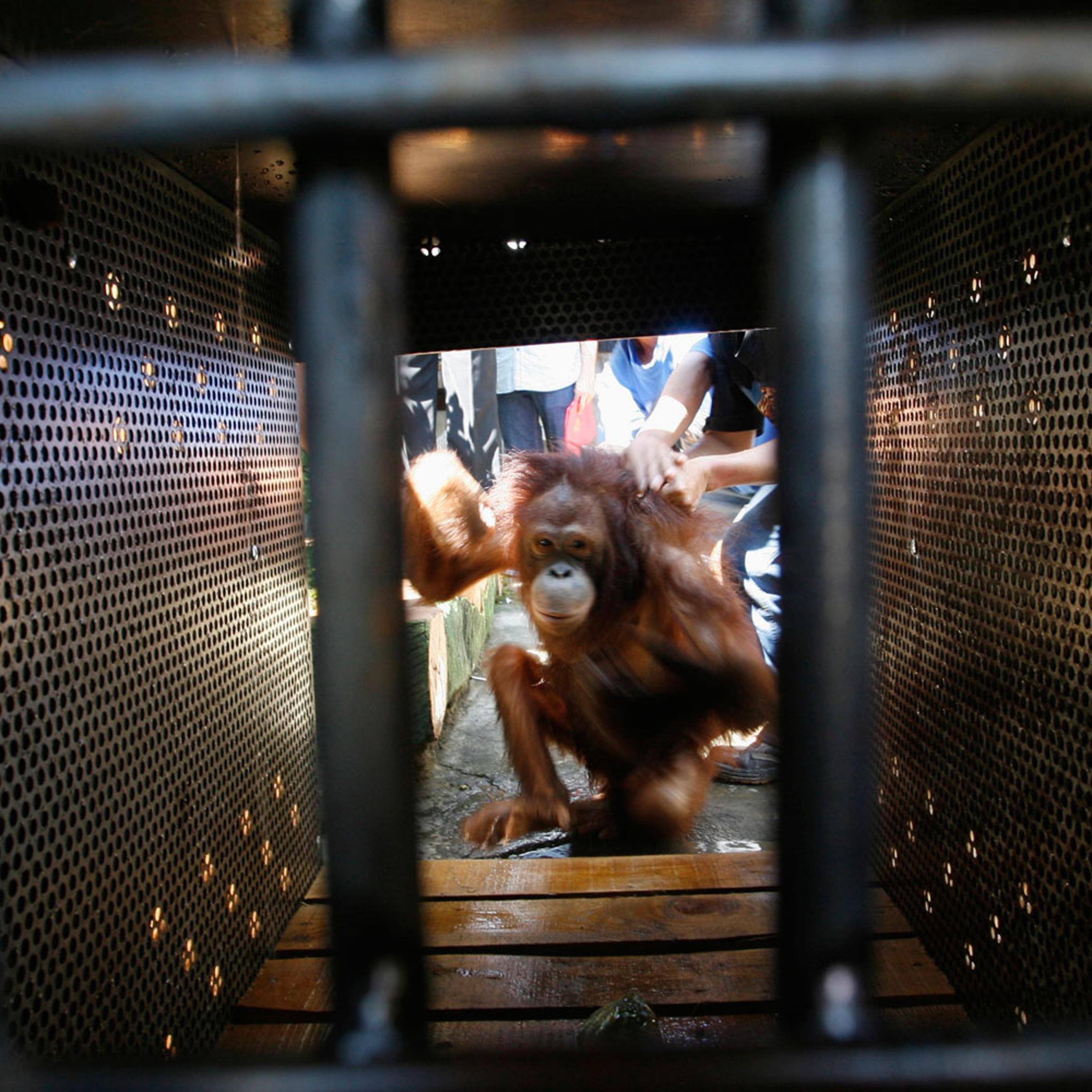 A female orangutan gets into a cage after being rescued in Pasuruan, East Java, on July 10, 2012.