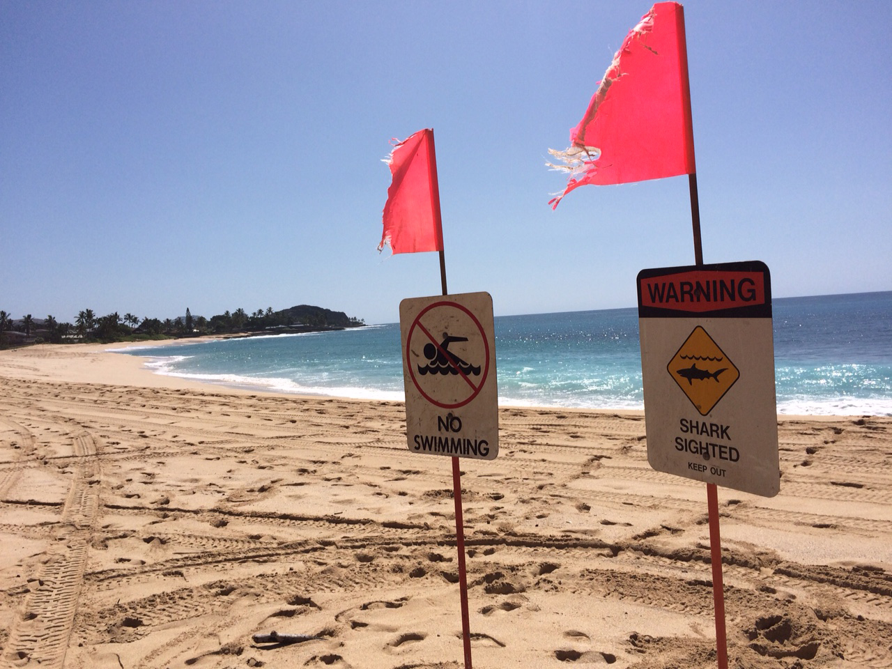 Shark Attack
