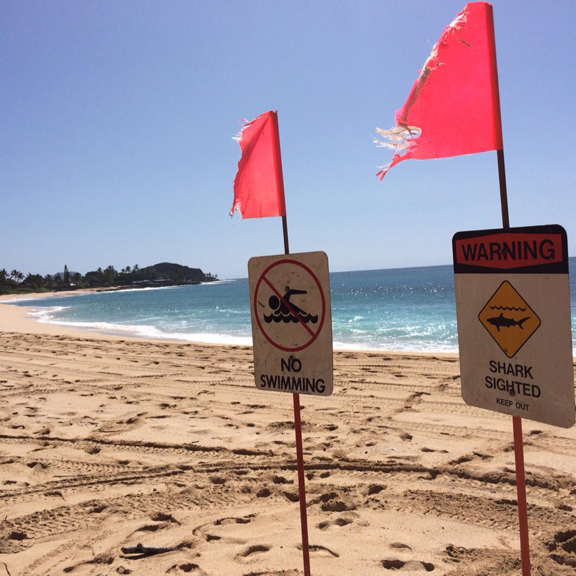 Shark Attack