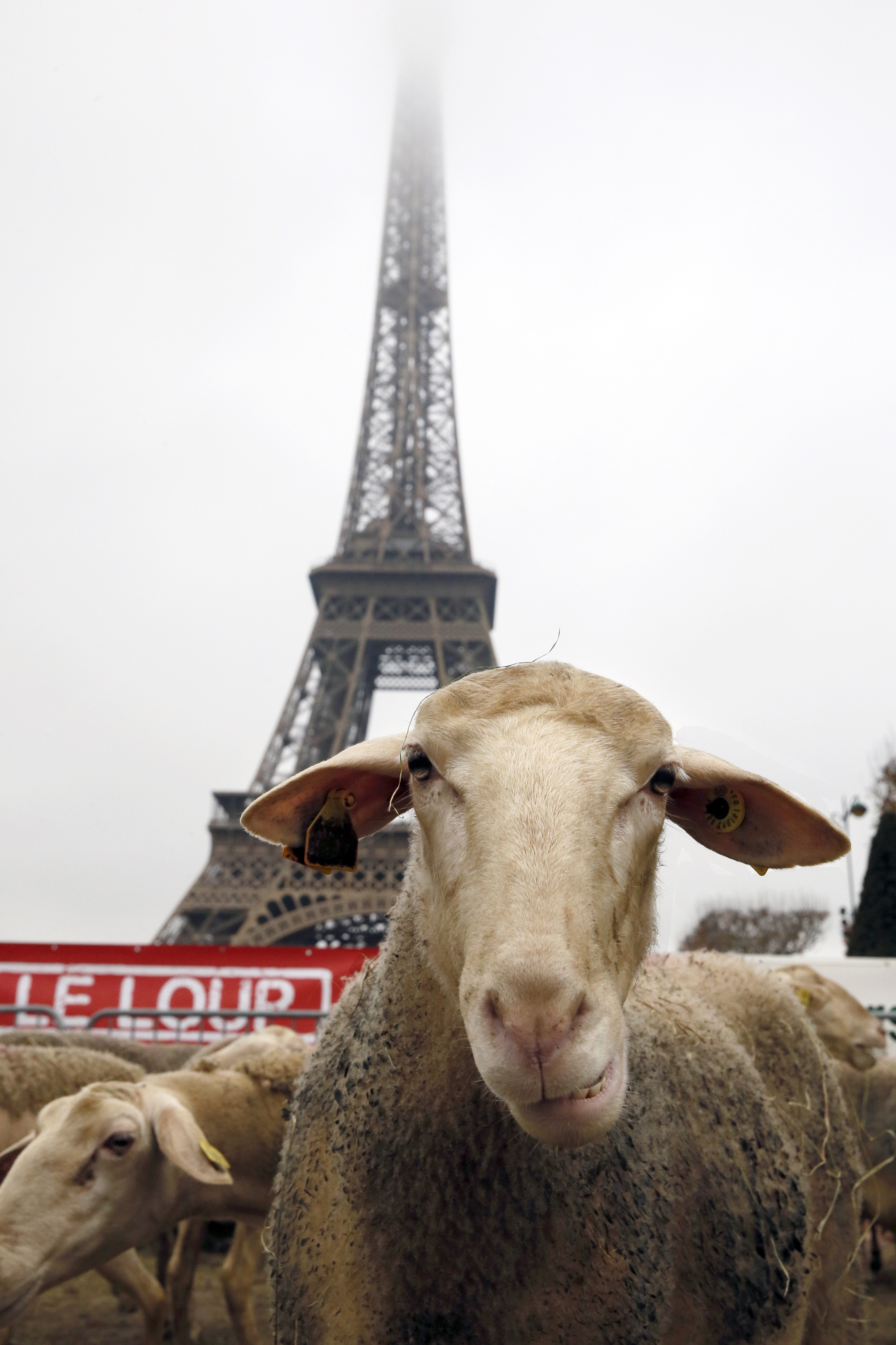 FRANCE-ENVIRONMENT-FARMING-ANIMALS
