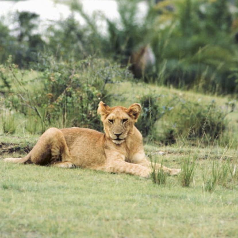 lions-discovered-ethiopia