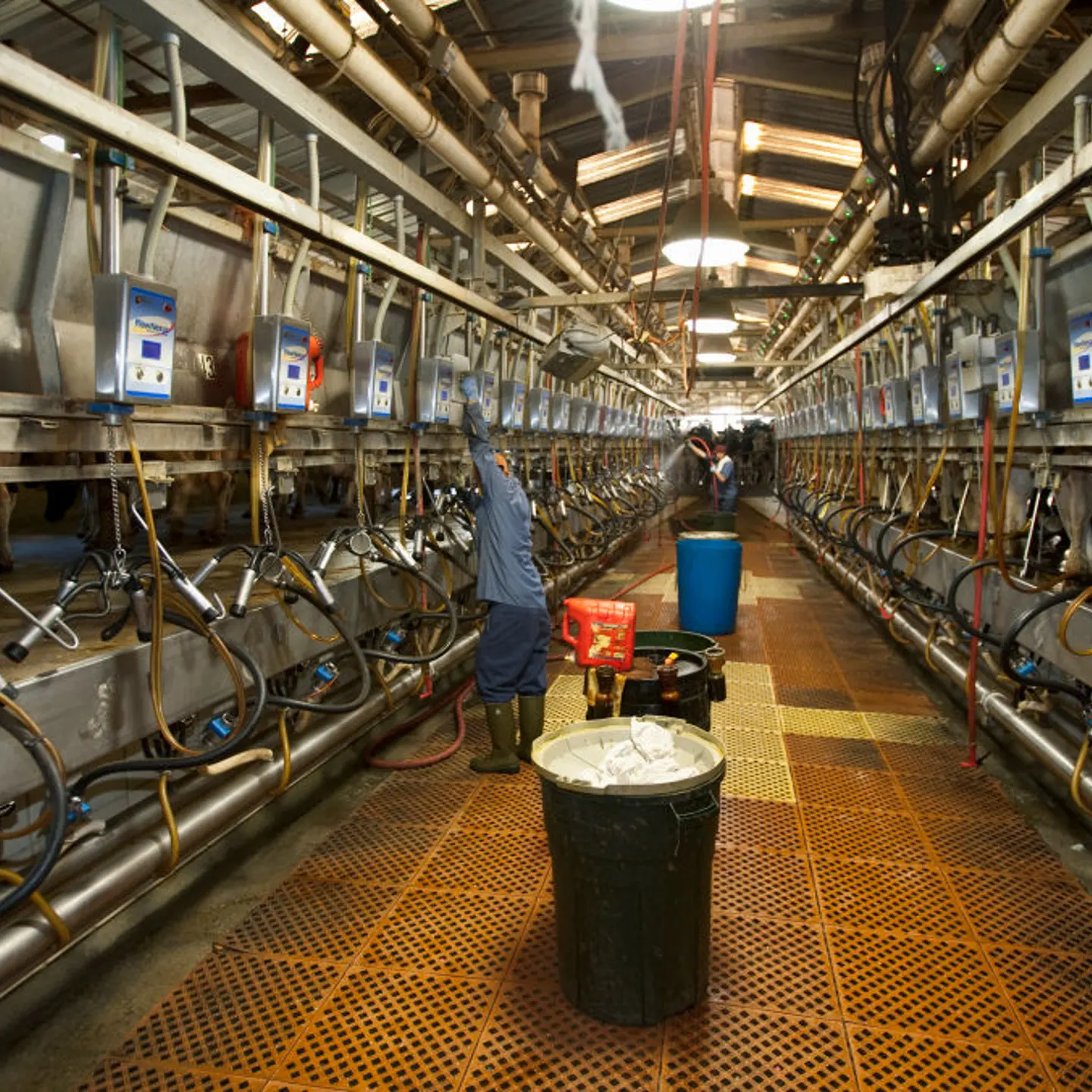 A U.S. dairy farm