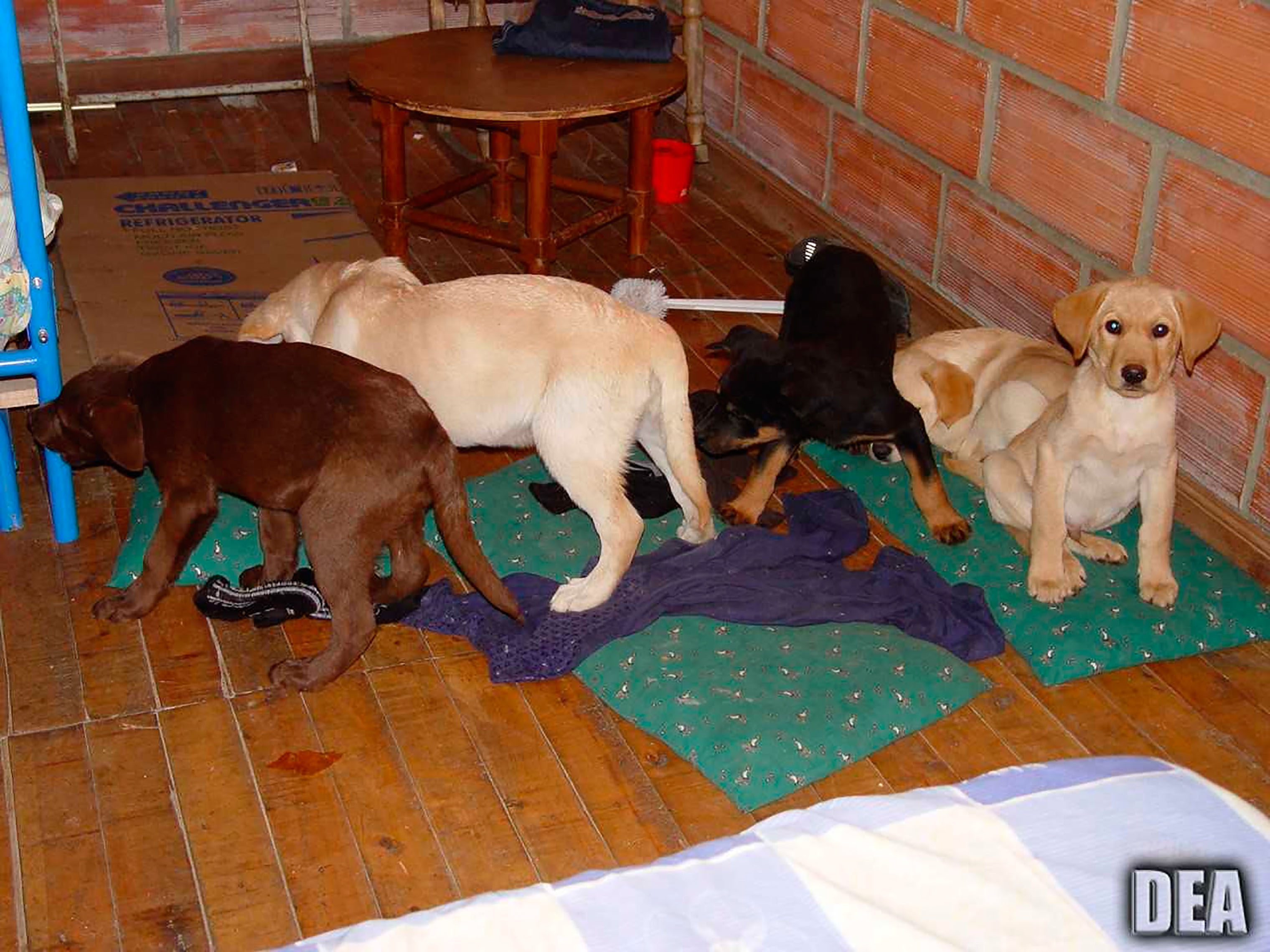 Drug Trafficking Puppies